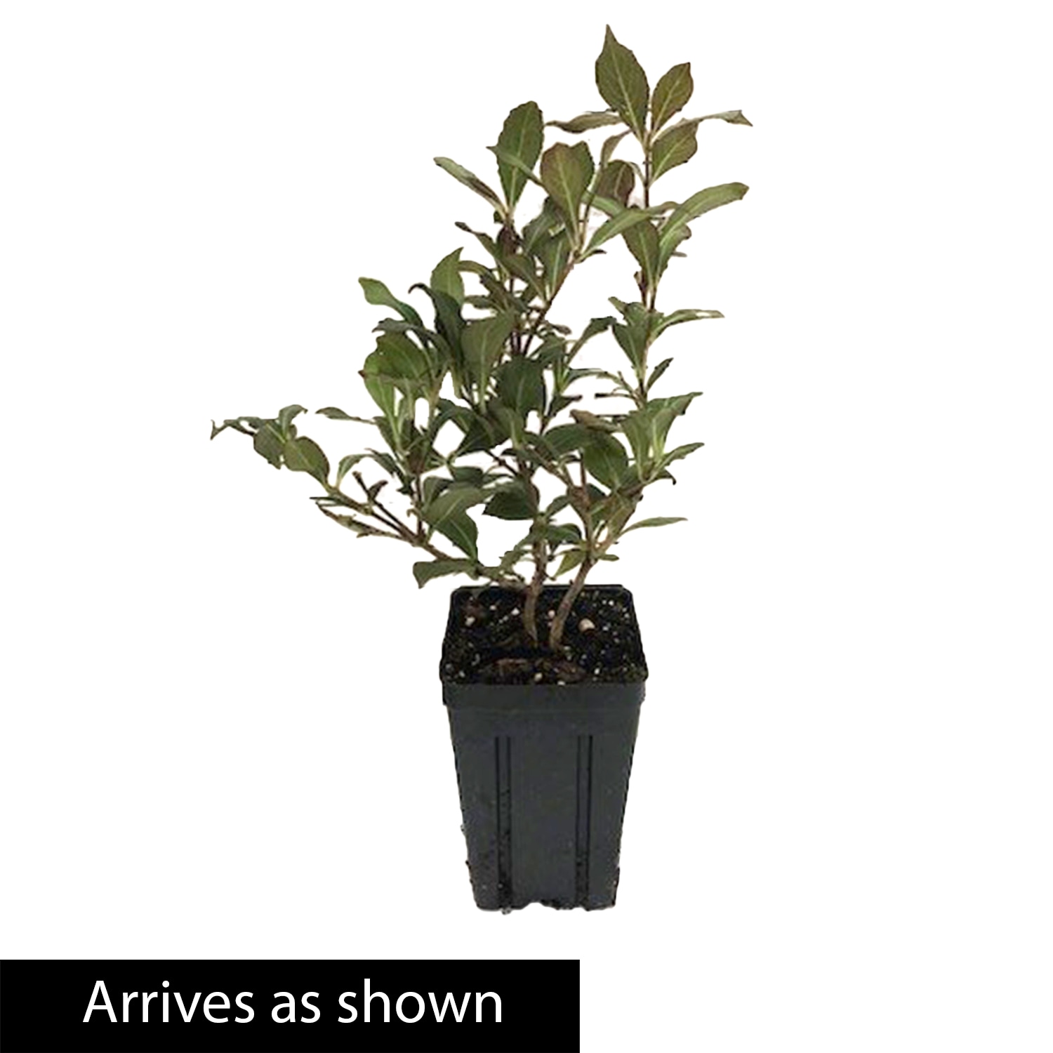 Gurney's Seed and Nursery 90230 shrubs - View #4