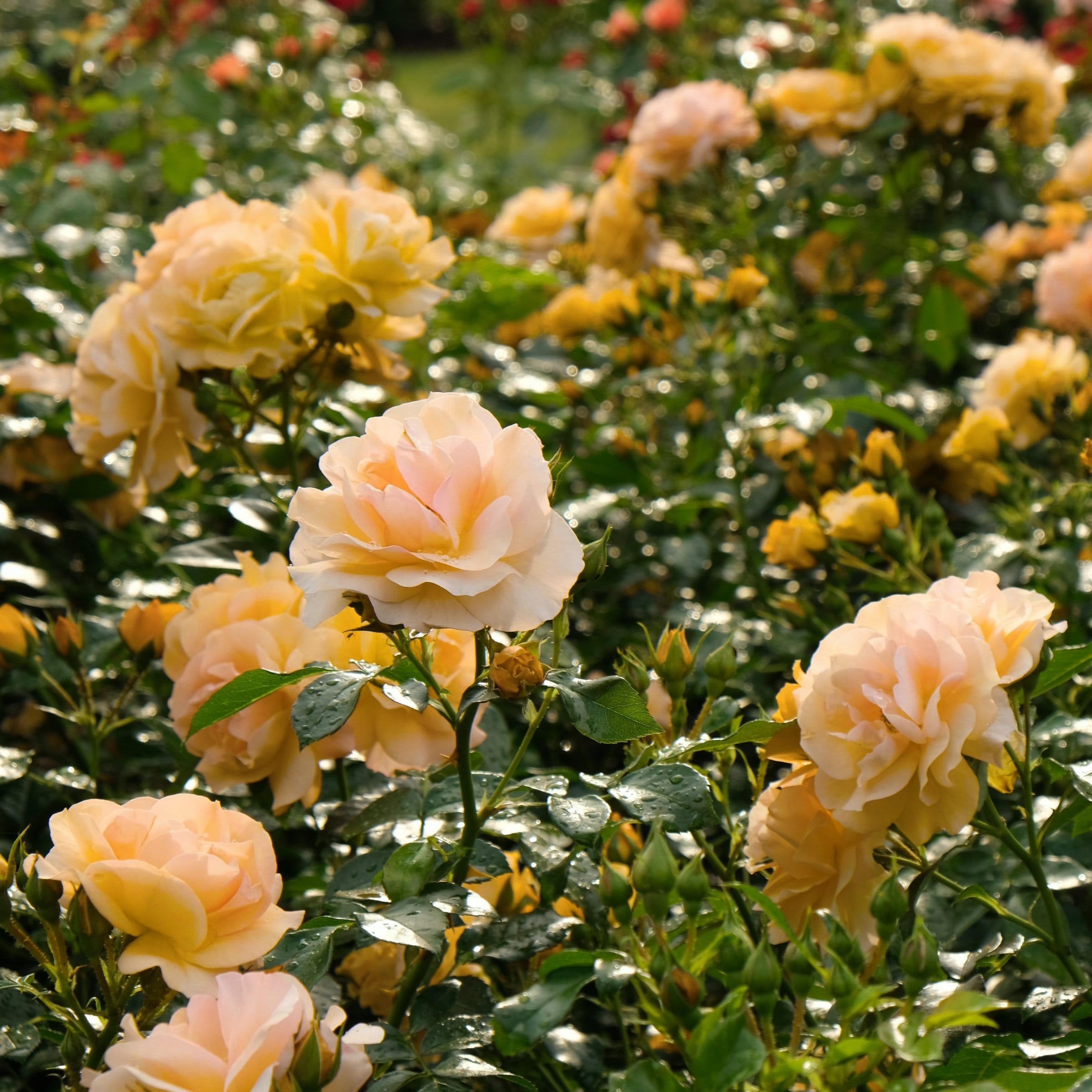 National Plant Network LW2166 roses - View #2