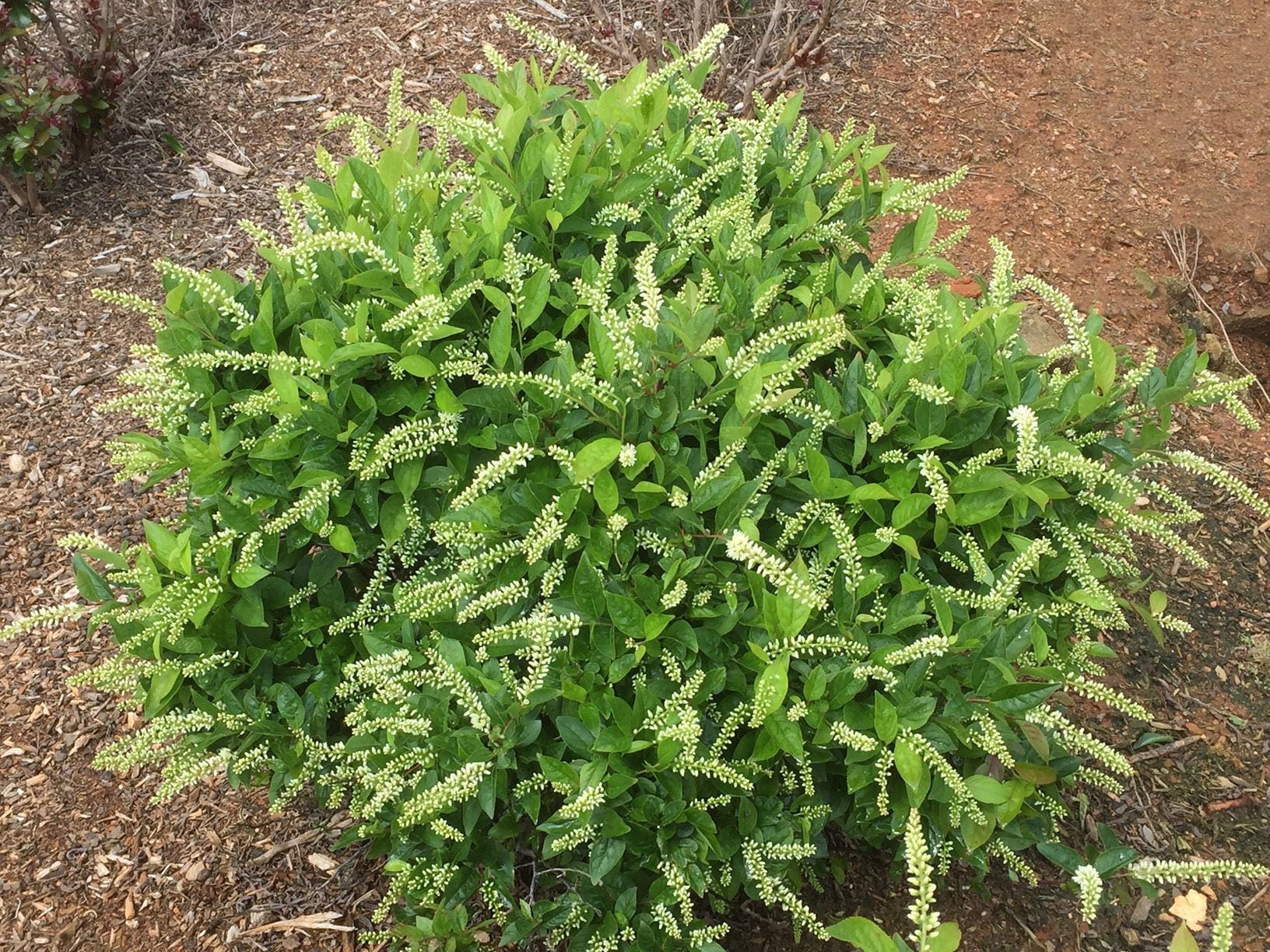  O47942F shrubs - View #2