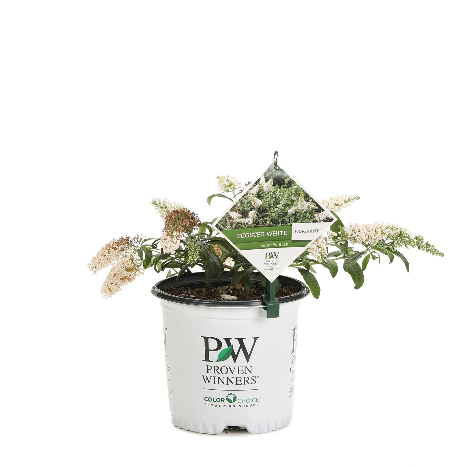 Proven Winners BUDPRC1436101 shrubs - View #2