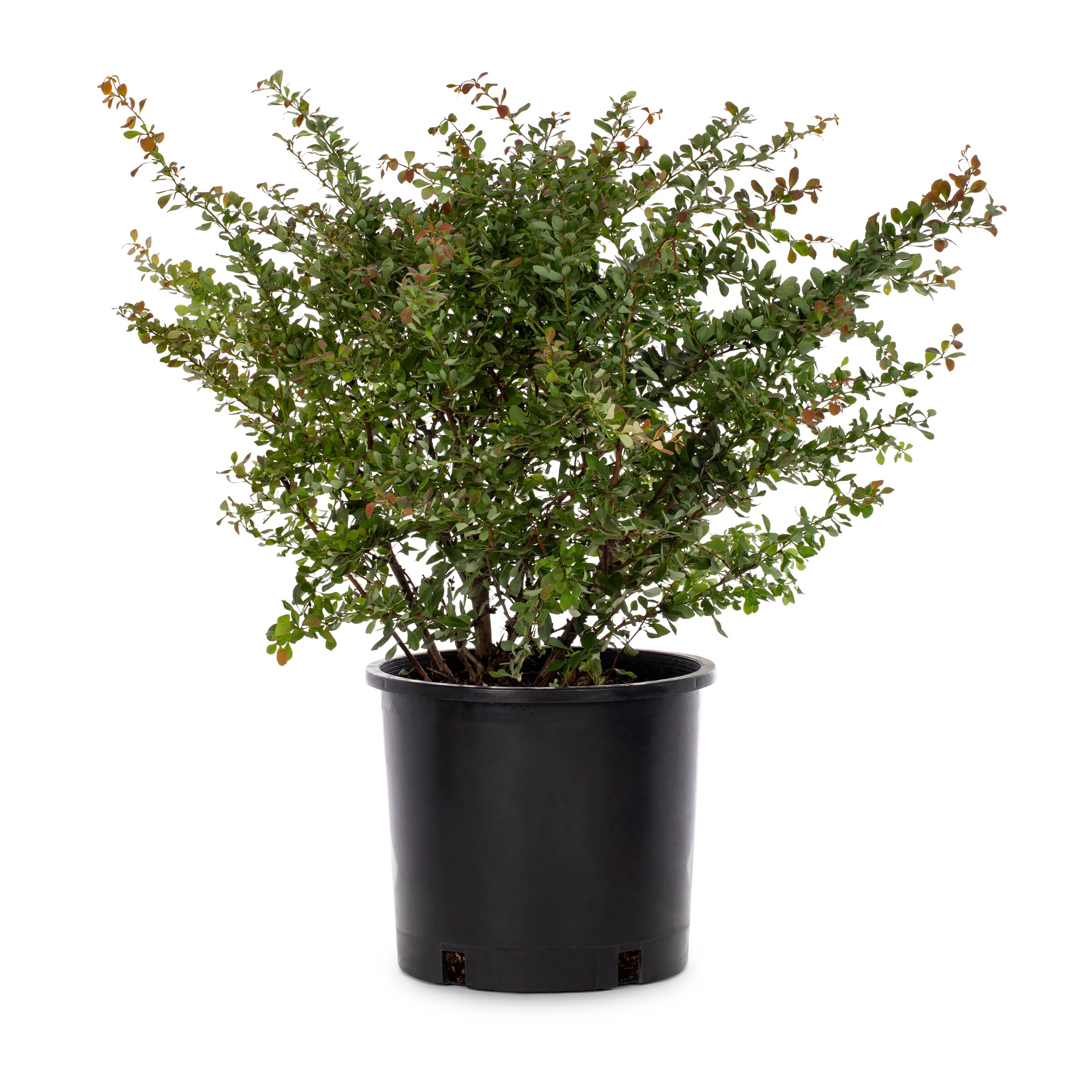 Lowe's Crimson Pygmy Barberry Accent Shrub in 3.58-Gallon (s) Pot in ...