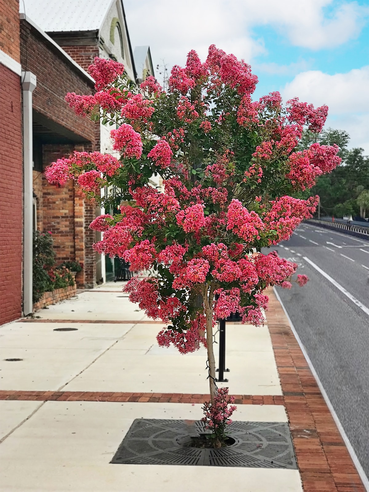 Southern Planters CRMMIA03G trees - View #3