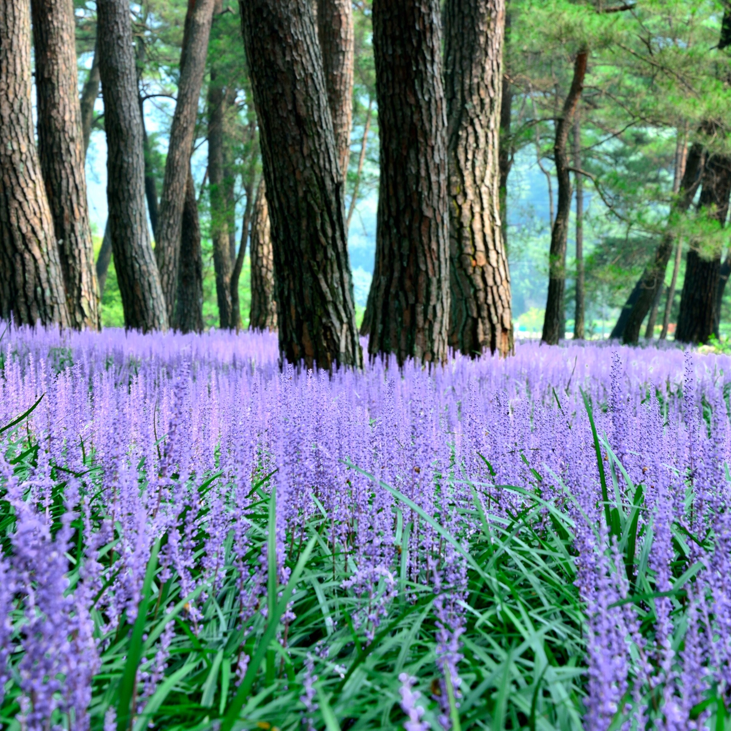 Liriope Muscari 'Royal Purple' Monkey Grass/Lilyturf Deep Green Foliage with Deep Purple Flowers Clumping. 18 Plant Flat-3.5 Pots Pixies Gardens 