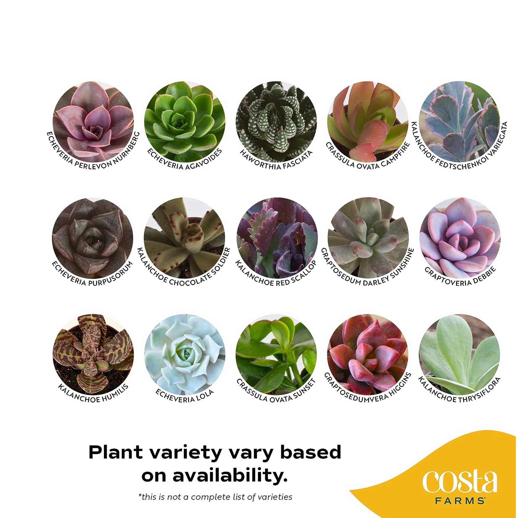 Costa Farms CO.MNSC.1.10PK Cacti-Succulents - View #3
