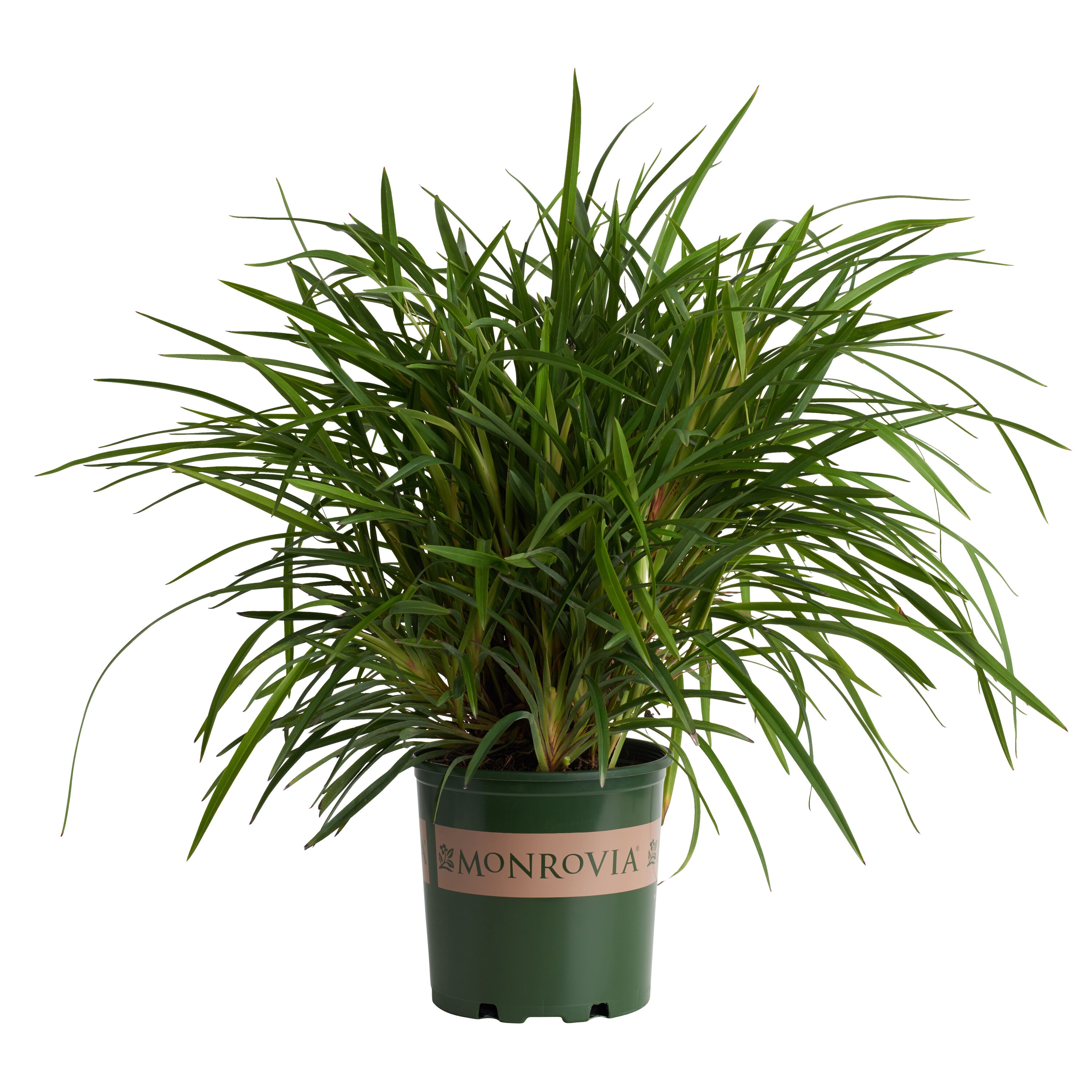 Monrovia 098371 2.6 -Quart Little Becca Flax Lily in Pot