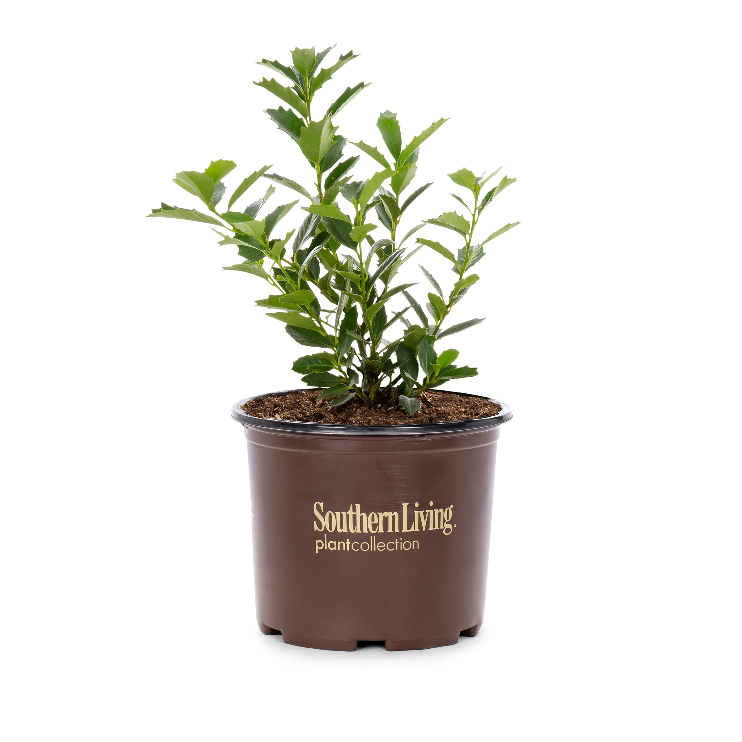 Southern Living 422652 Oakland Holly Feature Shrub in 3.00 -Gallon Pot 1.0 -Pack with White Blooms