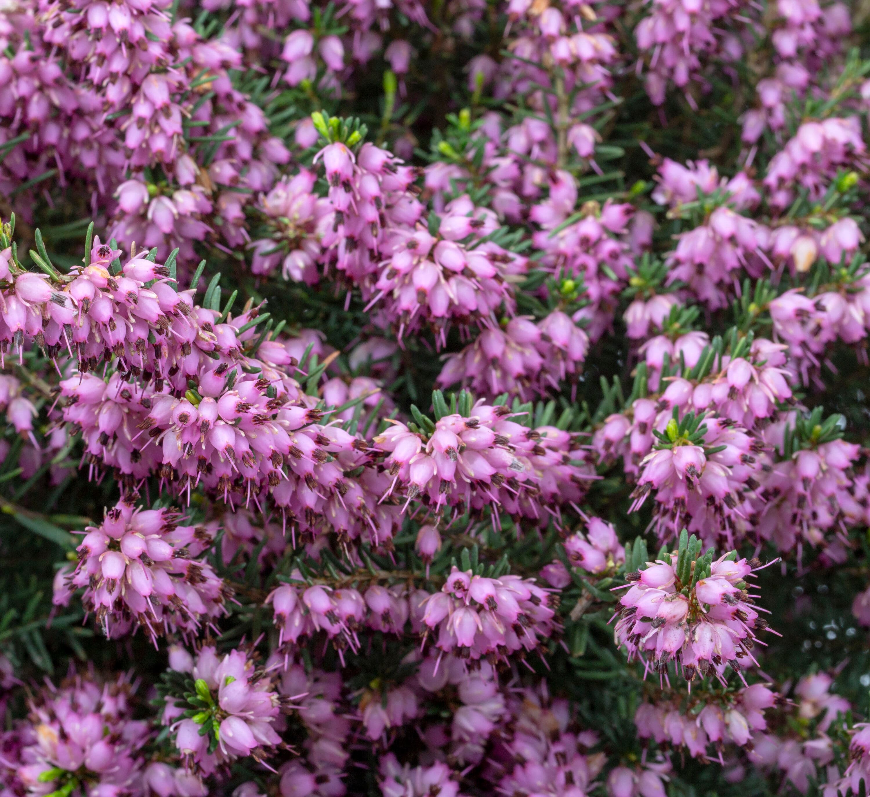 Lowe's 096565025350 shrubs - View #2