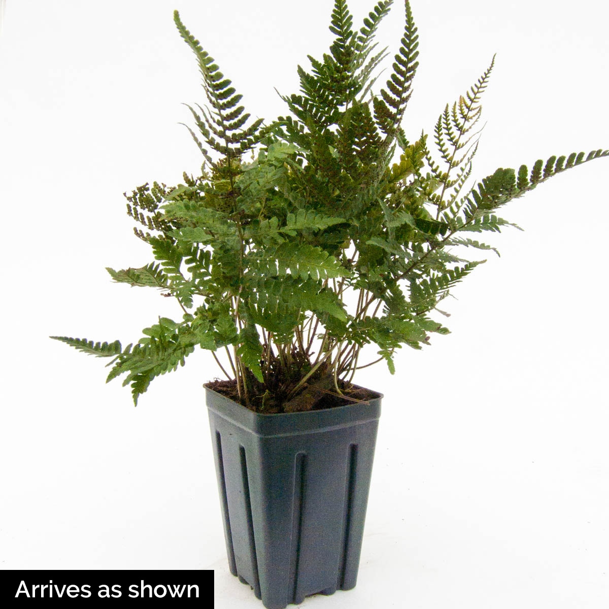 Fern on a White Painted Stand – 100 Main