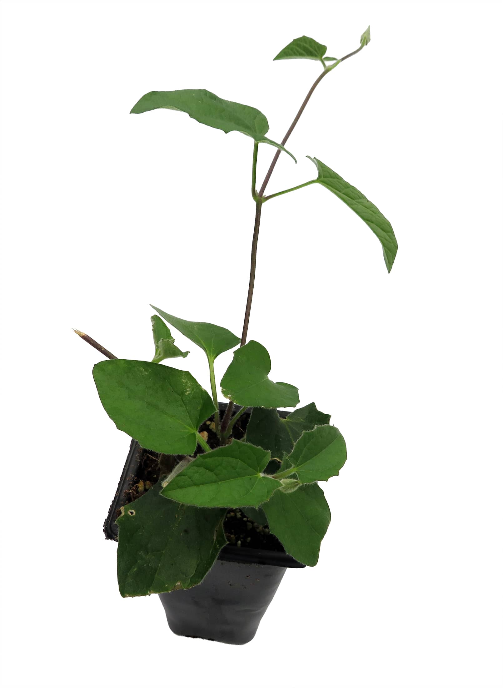Hirt's Gardens Arizona Rose Black Eyed Susan Vine - Thunbergia