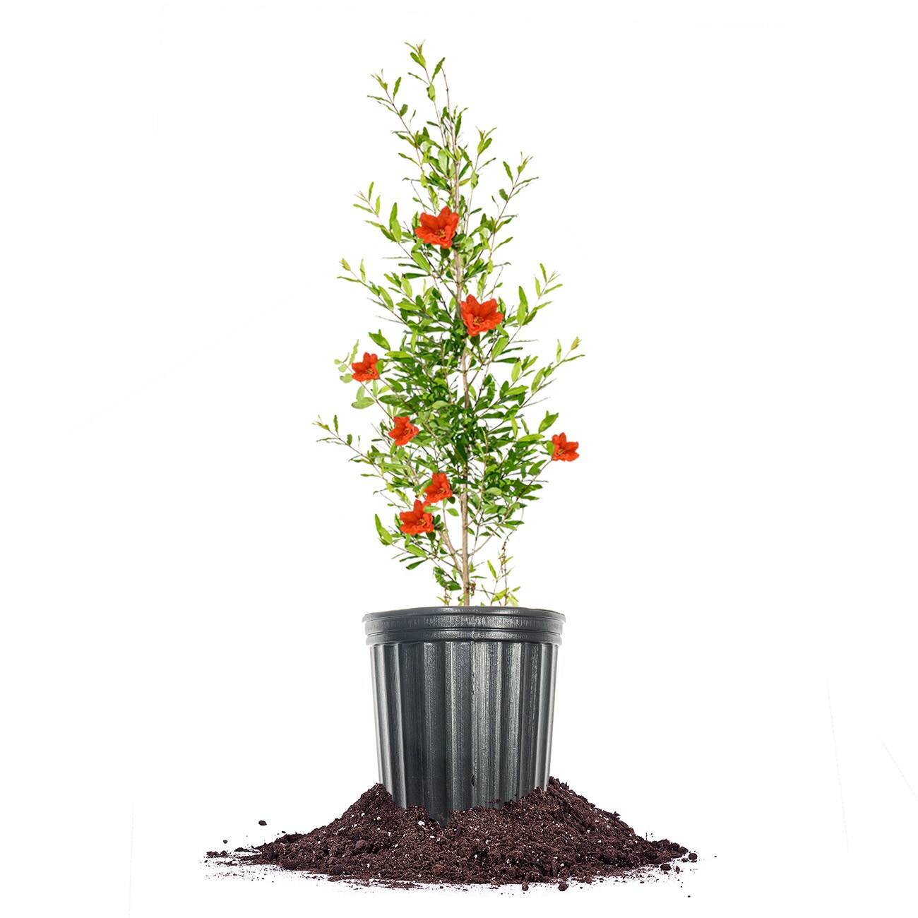 Perfect Plants LORUSSIANPOM1G Red Russian Pomegranate Feature Shrub in 1-Gallon Pot