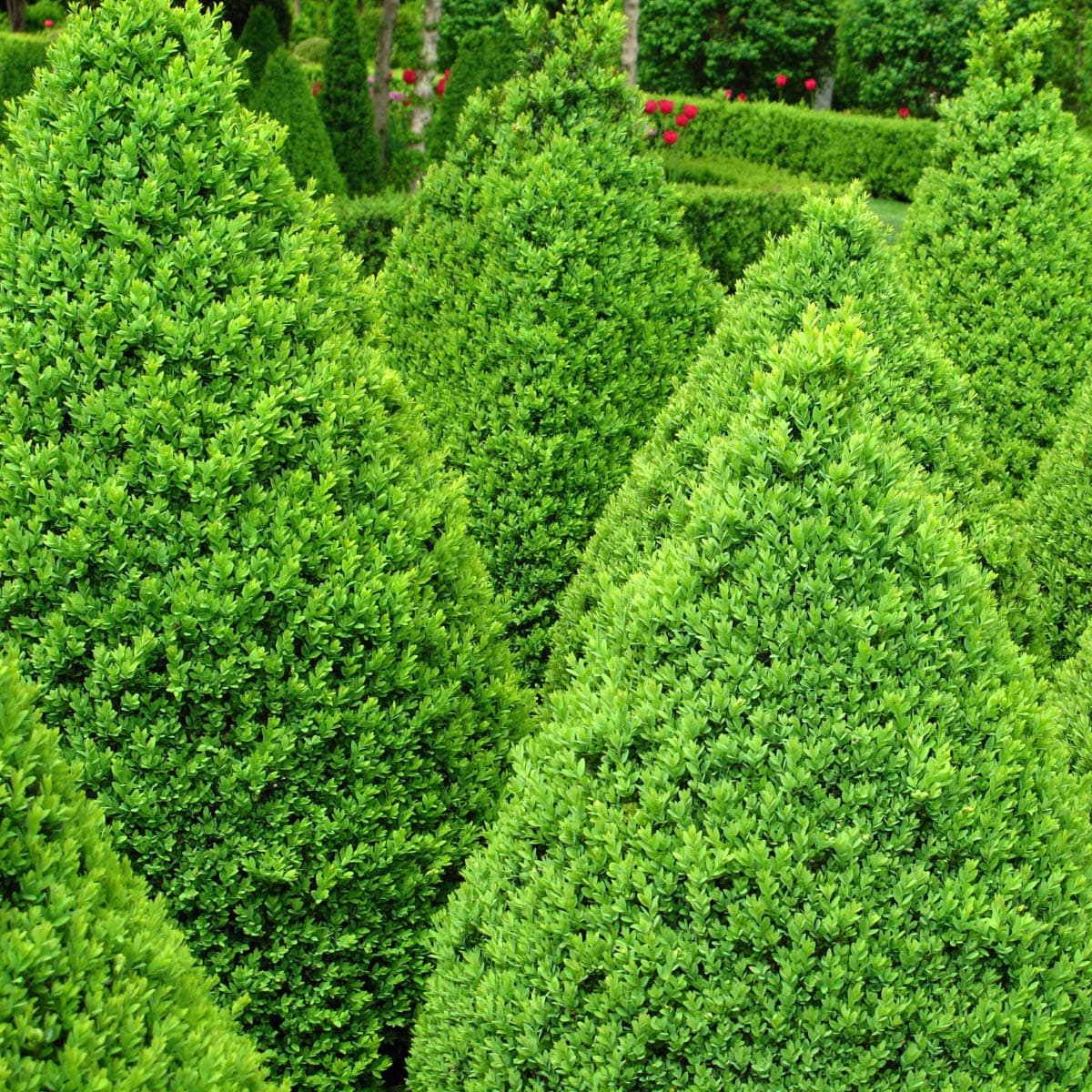 Spring Hill Nurseries 84370 shrubs - View #2