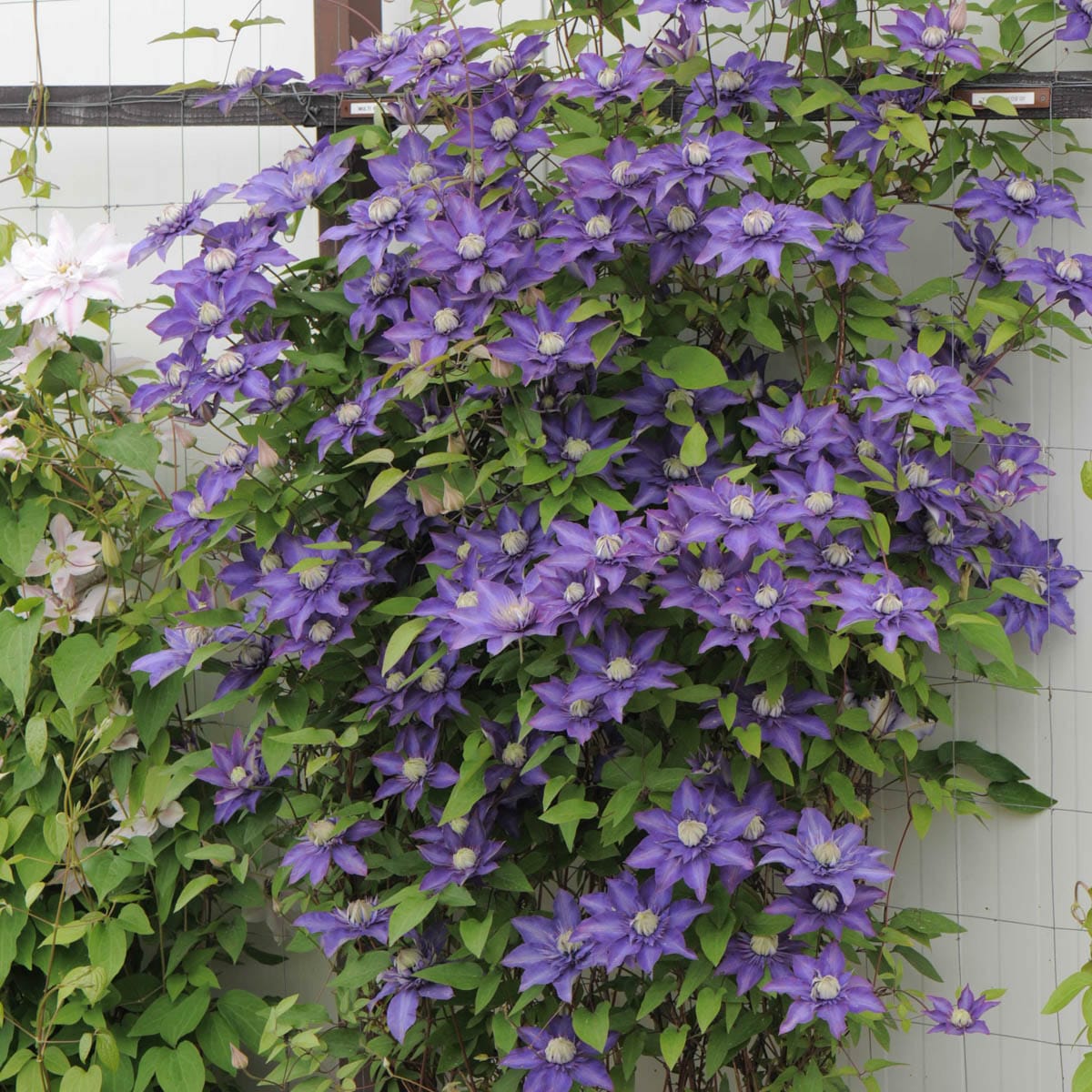 Spring Hill Nurseries Blue Multi Blue Clematis Vining Perennial Plant ...