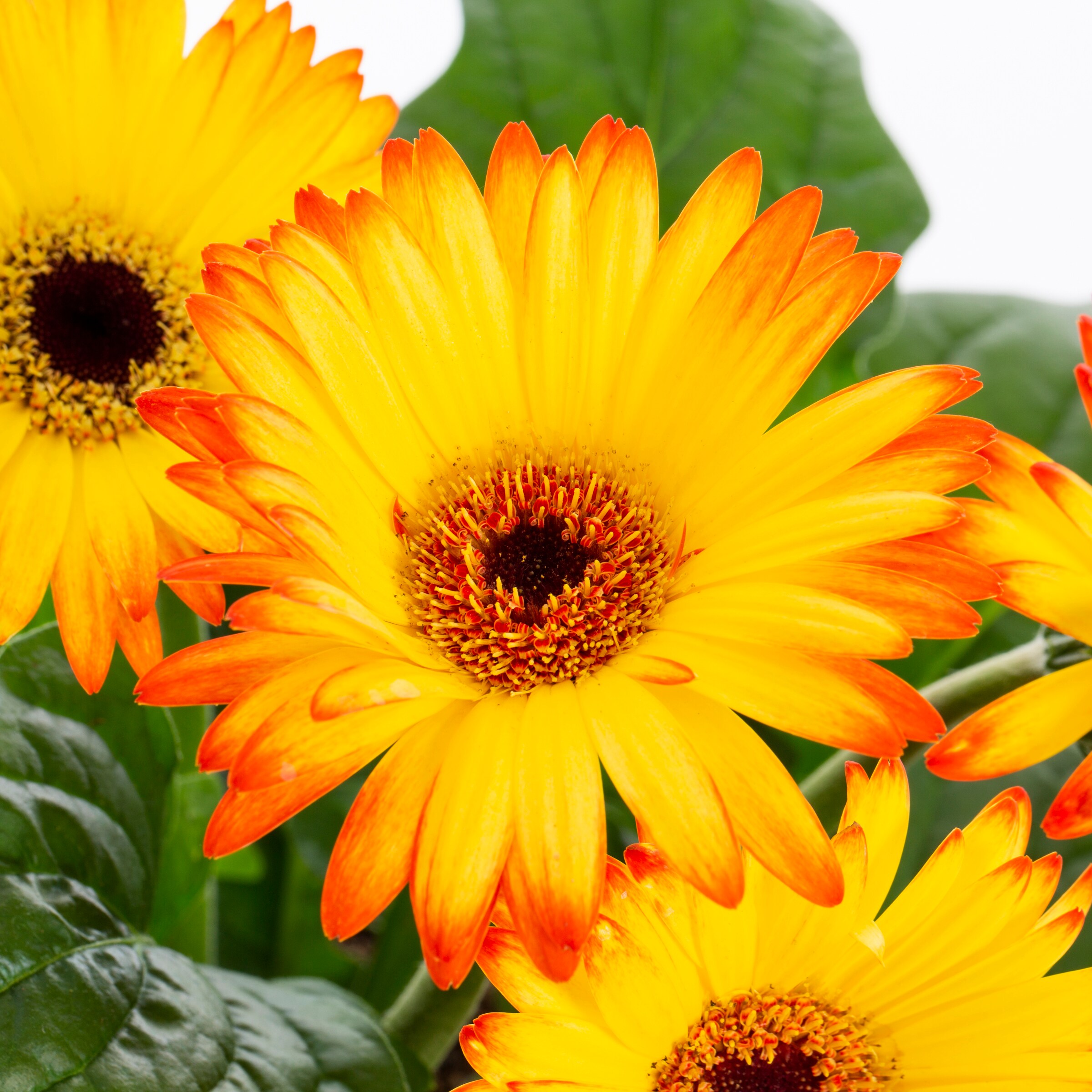 Monrovia 79161 annuals - View #2