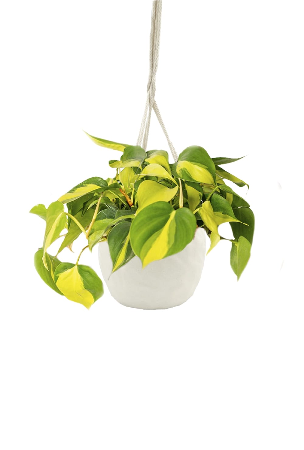 LiveTrends ASB07024 Autumn White - Philodendron Brasil House plant in 4 Inch(es) Hanging basket 1.0 -Pack