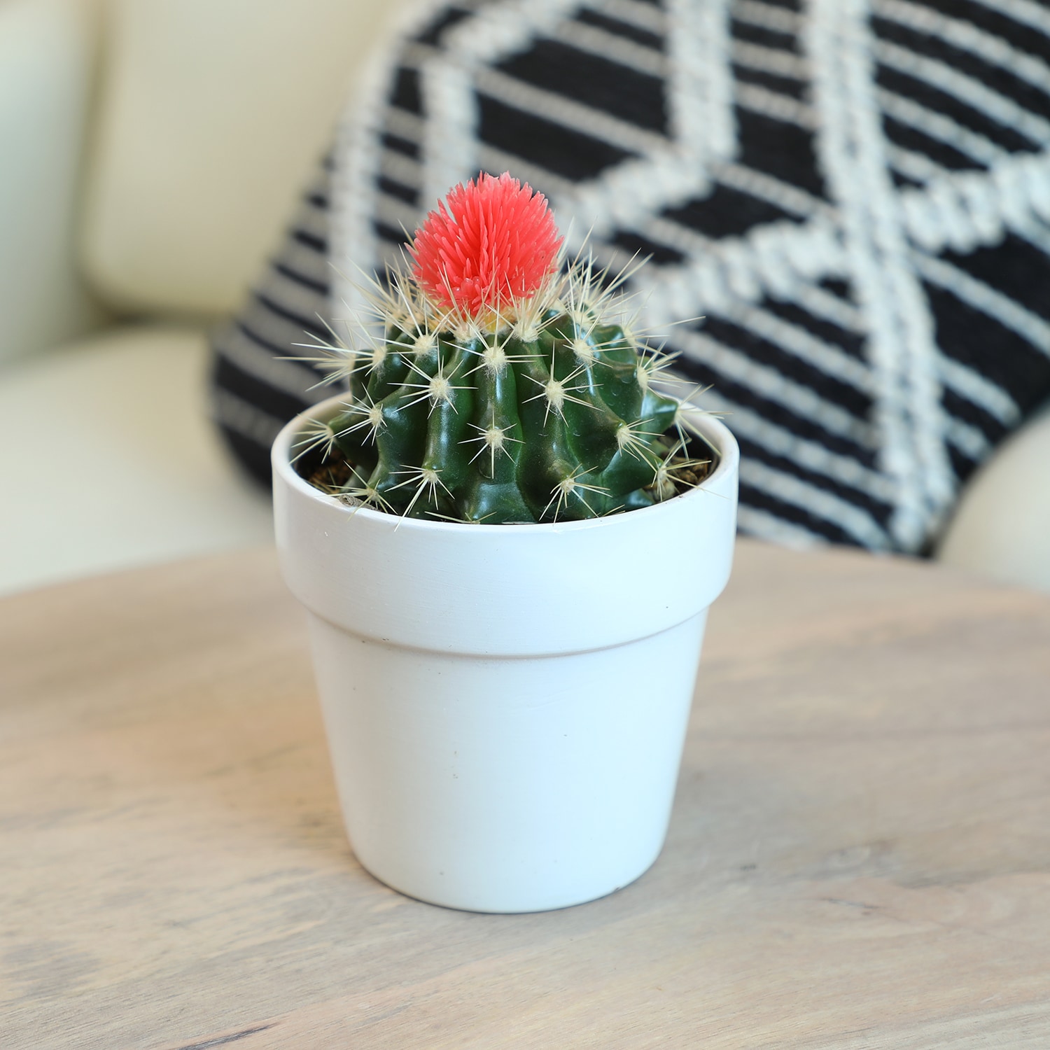 Smart Planet 2.5 in. Cactus with Faux Flower Plant Collection (4-Pack)