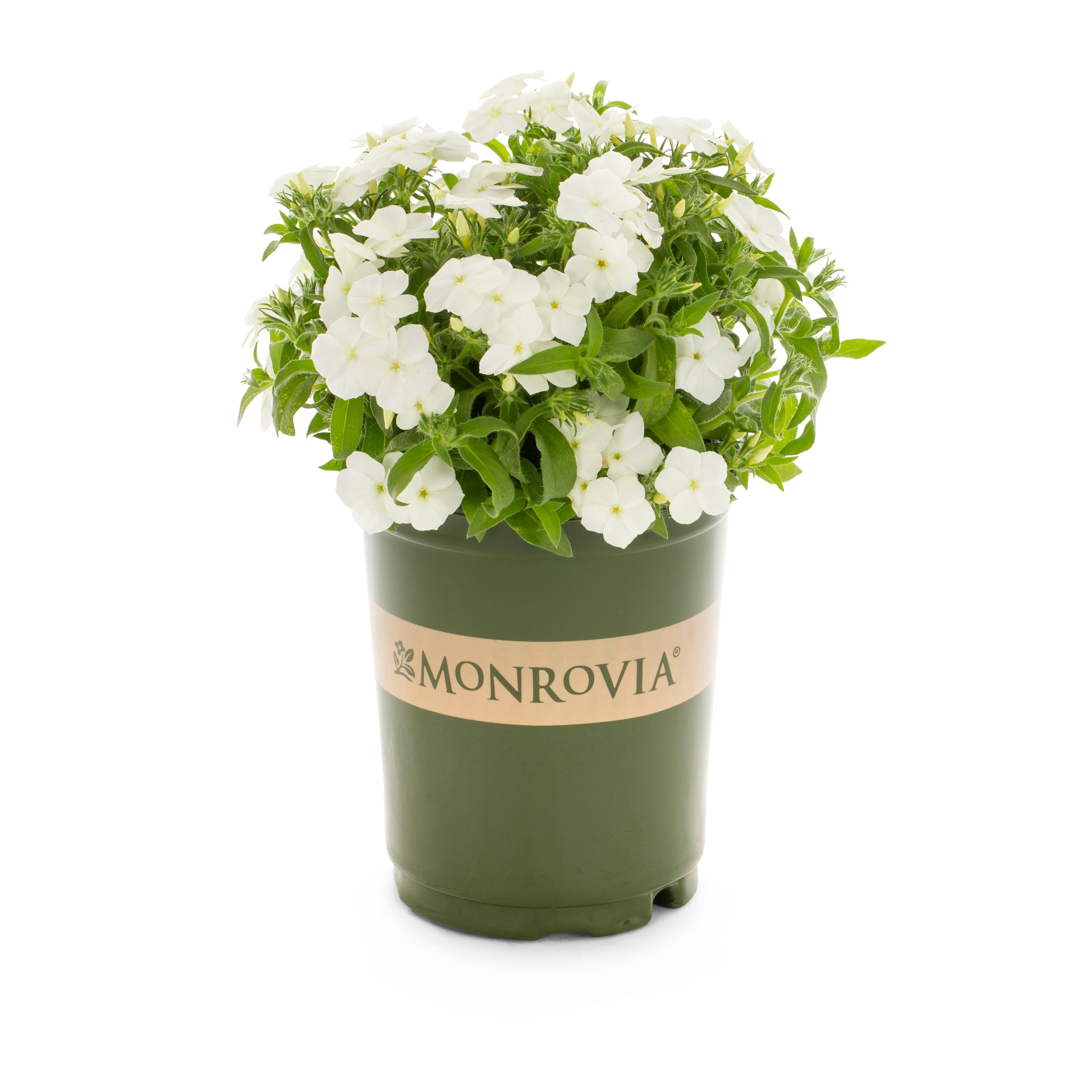 Lowe's NURSERY annuals - View #3