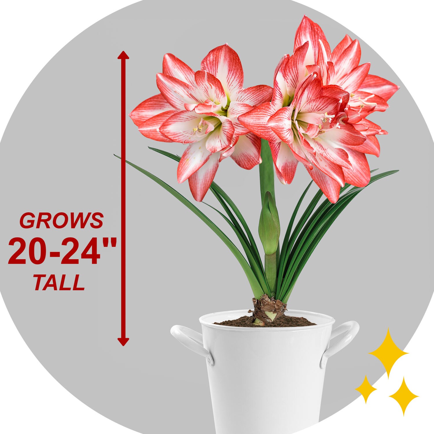 Garden State Bulb ECH-35-02-02 Plant-Bulbs - View #3