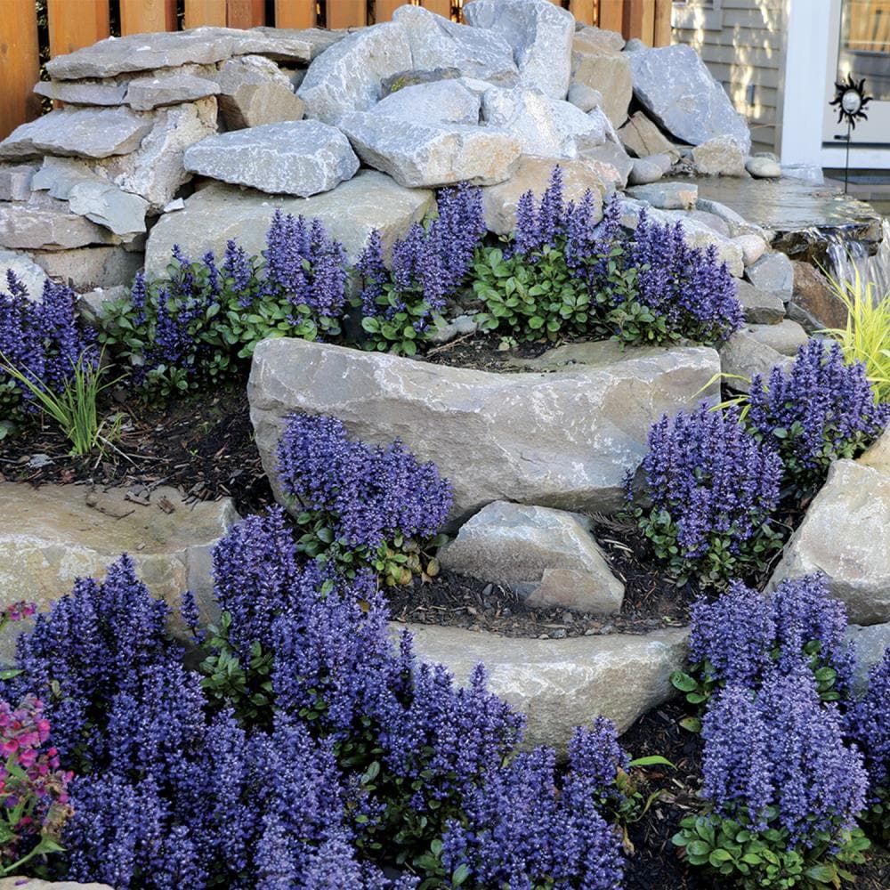 Spring Hill Nurseries 80449 Ground-Cover - View #3