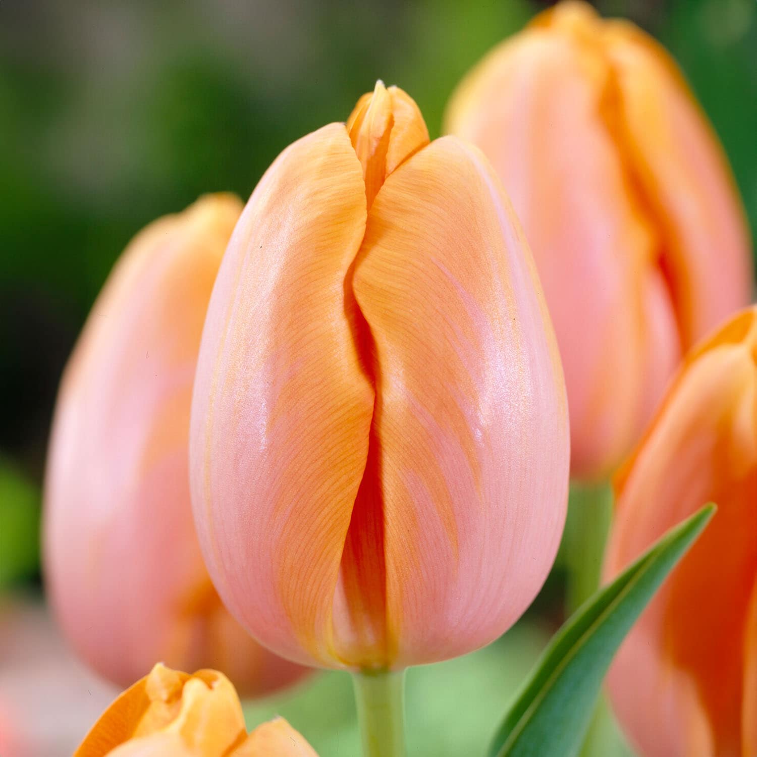 Garden State Bulb ECF-95-100-04 Orange Dordogne Single Late Tulip Bulbs 100 Count