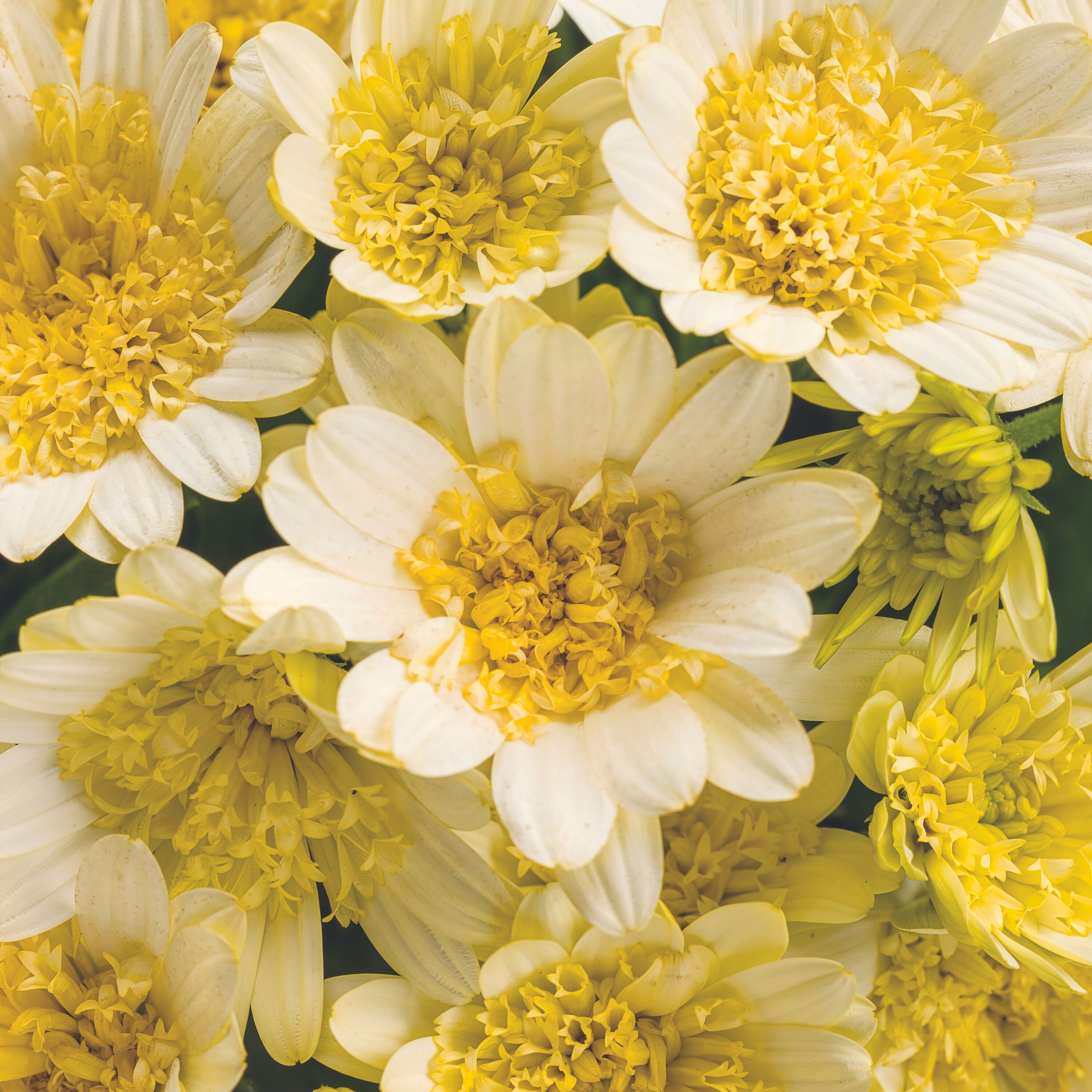 Proven Winners OSTPRW2527504 White Daisy in 4.25-in Pot 4-Pack