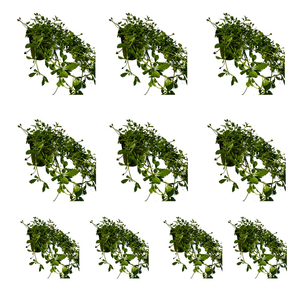 Runesay HBPLANT-02 Multicolor Turkey Tangle Frogfruit House plant in 10 Pack Pot 1 -Pack