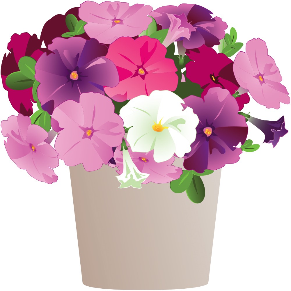 Lowe's 5331397 White Spider Flower in 2.5-Quart Pot