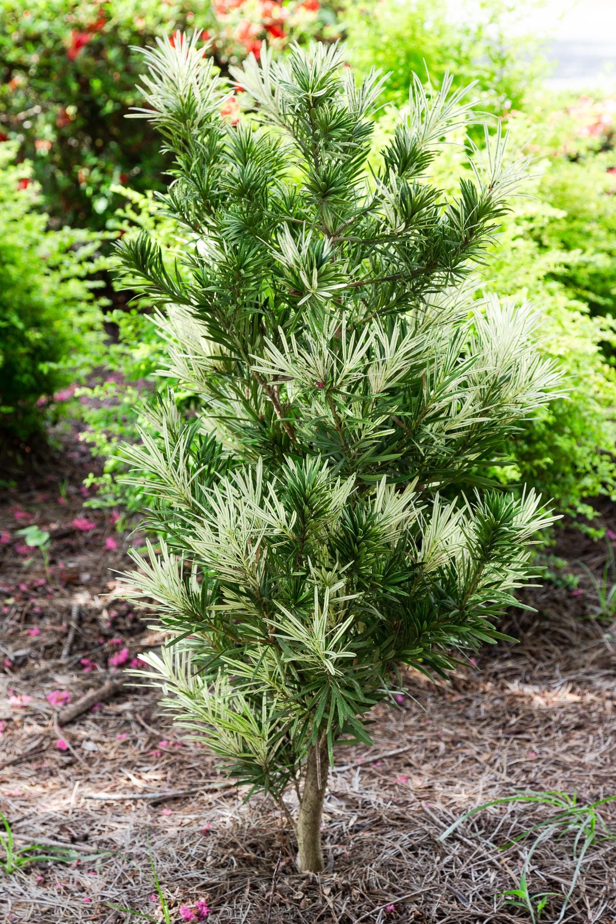 Southern Living Plant Collection 48422-1 shrubs - View #8