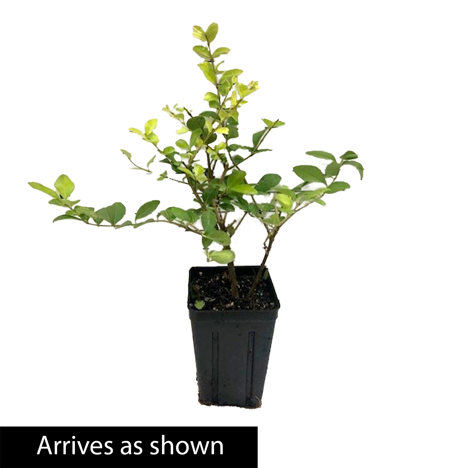 Spring Hill Nurseries 88717 shrubs - View #4
