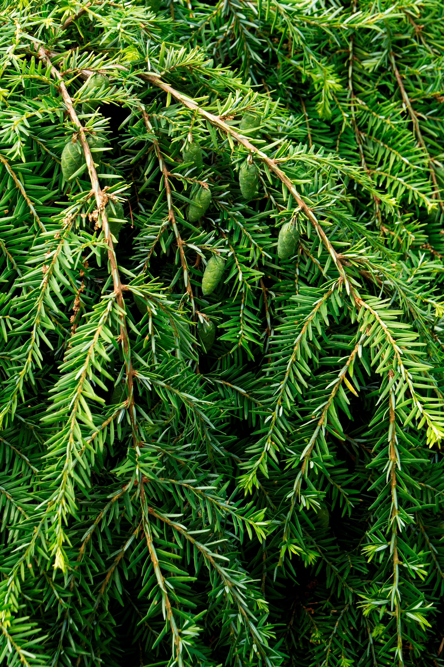Monrovia 073285 shrubs - View #2