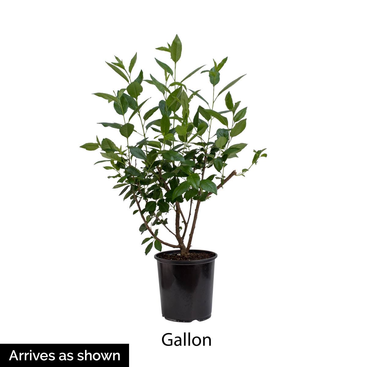 Spring Hill Nurseries 78205 shrubs - View #4