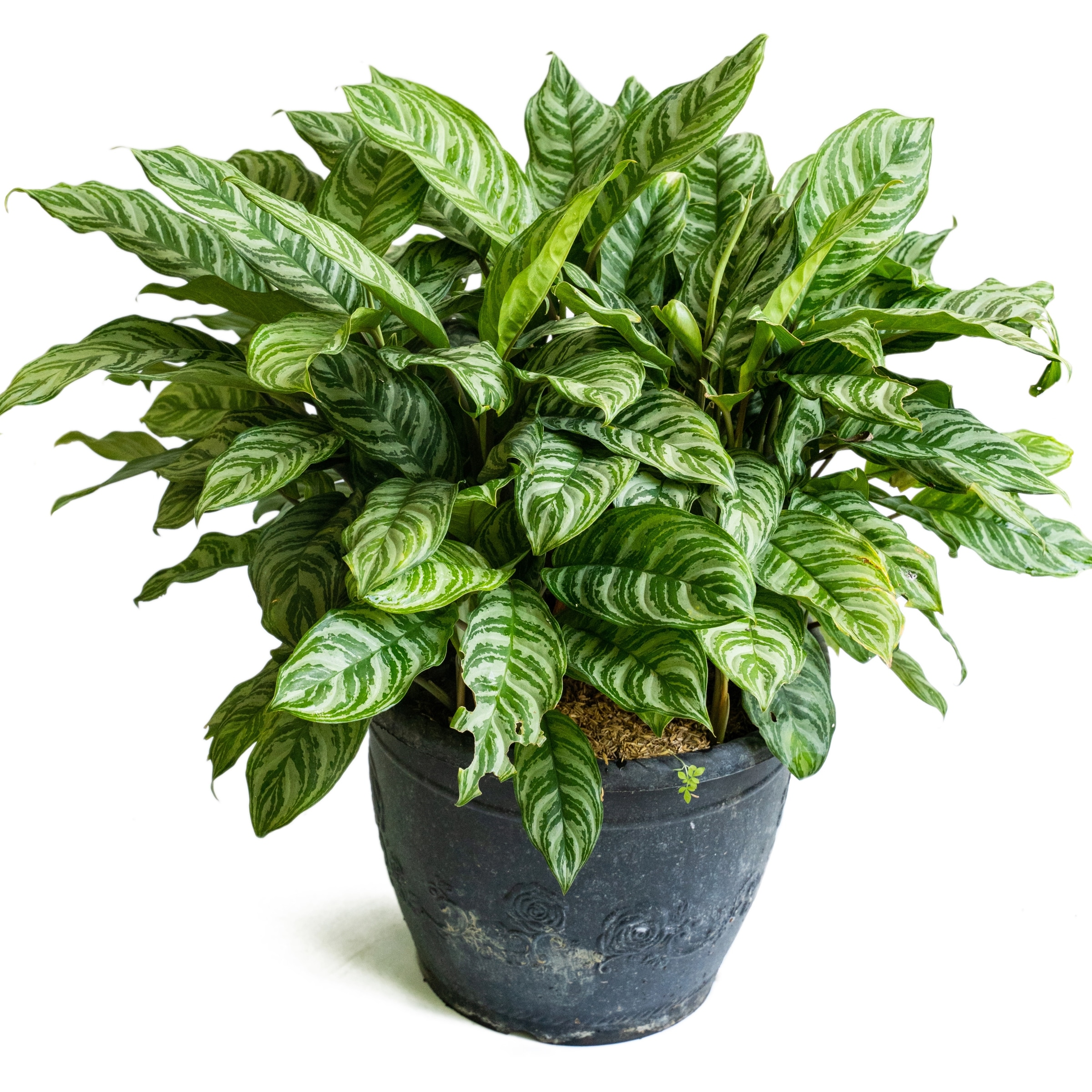Aglaonema Maria 24" Black Plastic Indoor/Outdoor Plant
