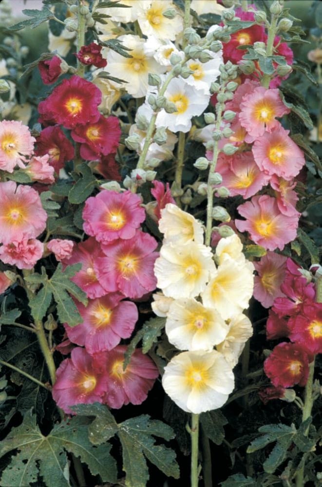 Spring Hill Nurseries 92406 perennials - View #3