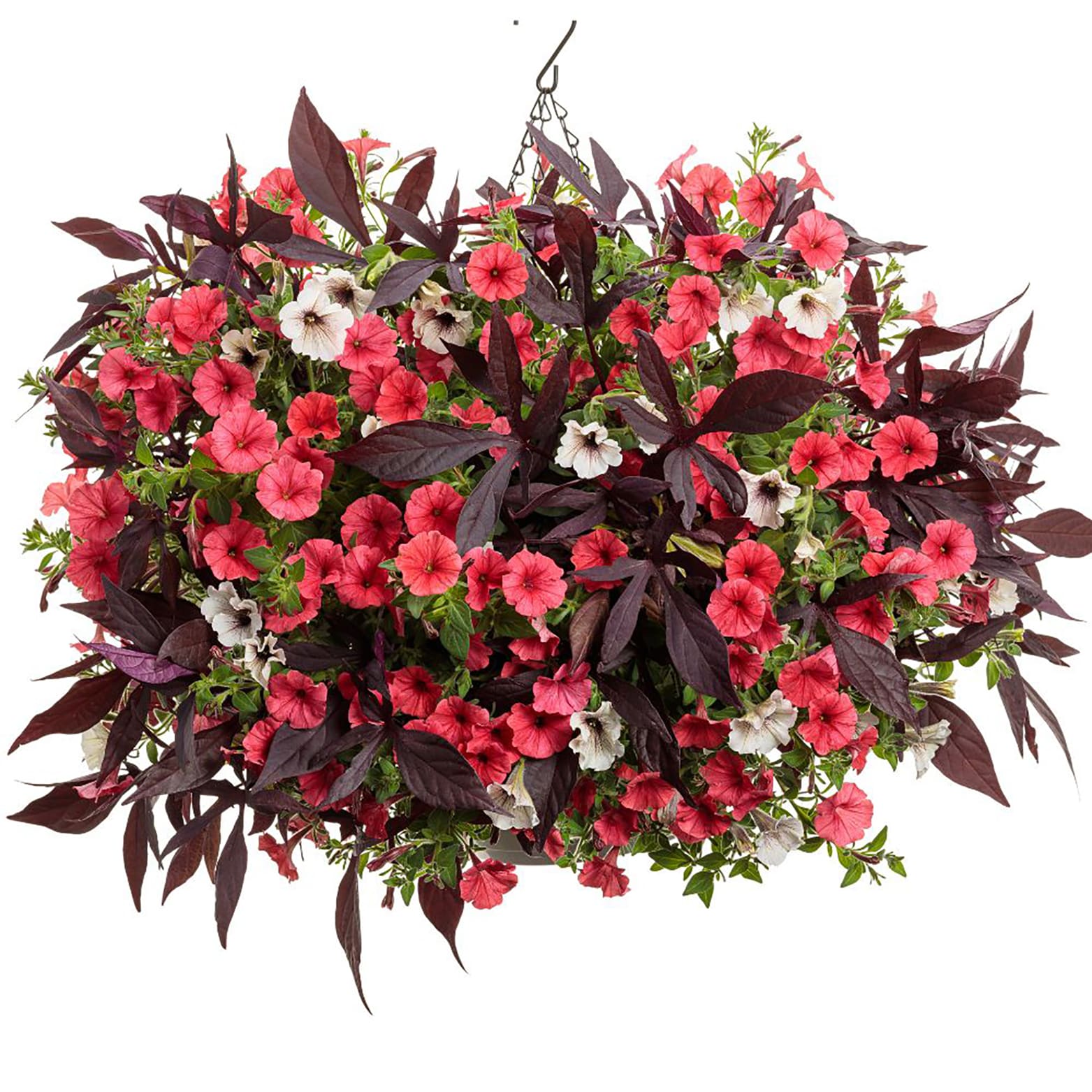 Proven Winners SUPPRW6267504 annuals - View #4