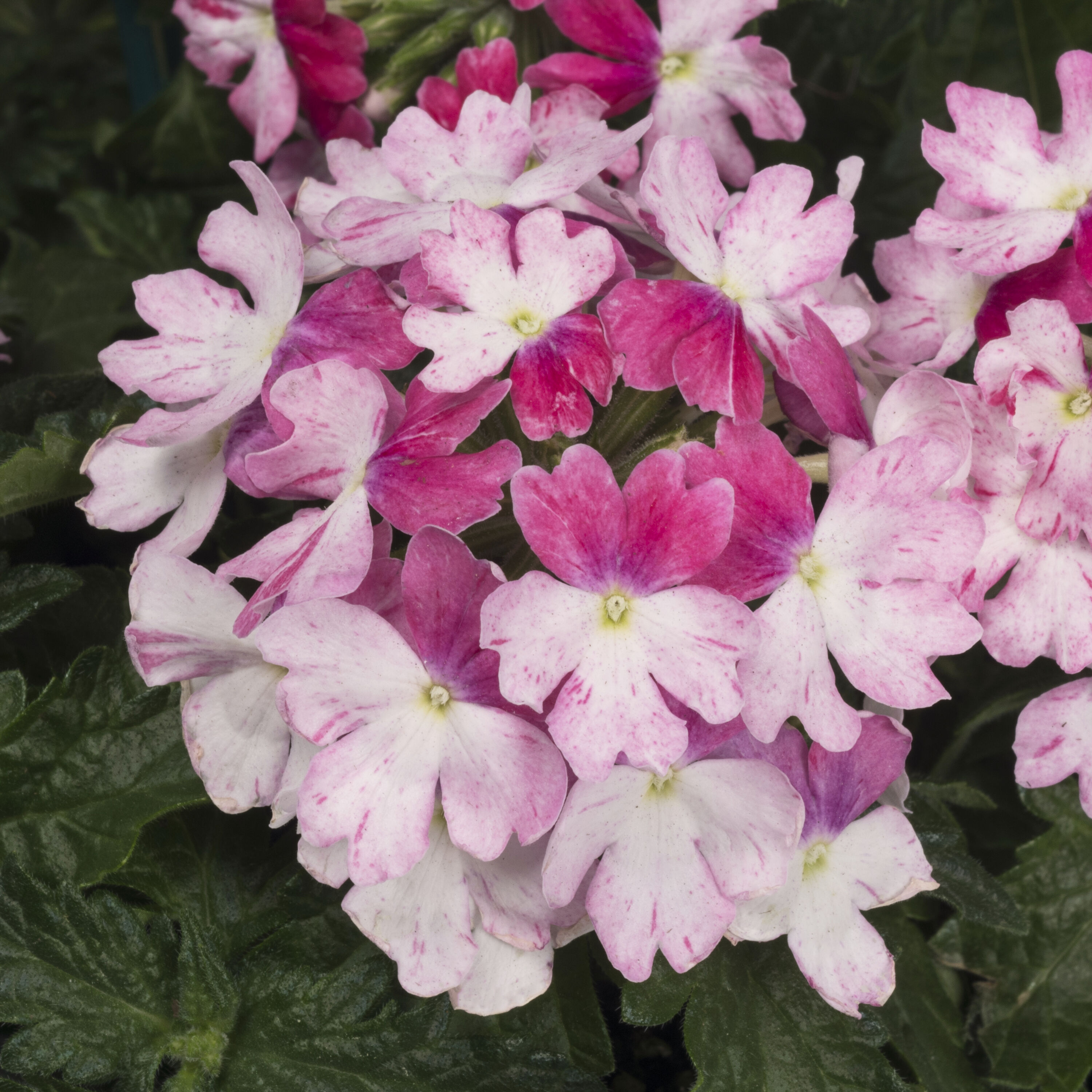 Monrovia 229880 annuals - View #6