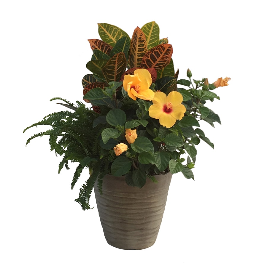 Lowe's 4910P Combo Feature Shrub in 3 -Gallon Planter with Multicolor Blooms