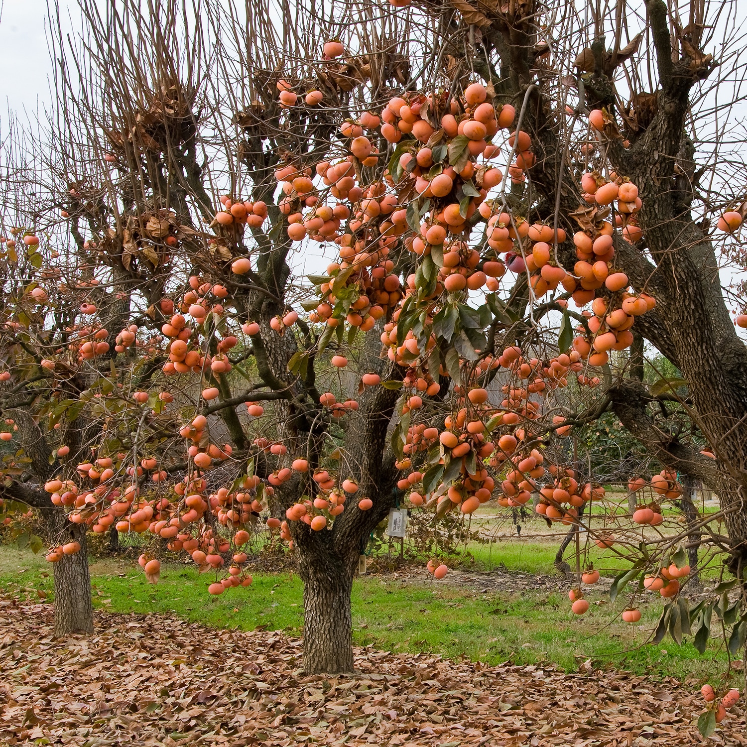 Gurney's Seed and Nursery 79089 trees - View #2