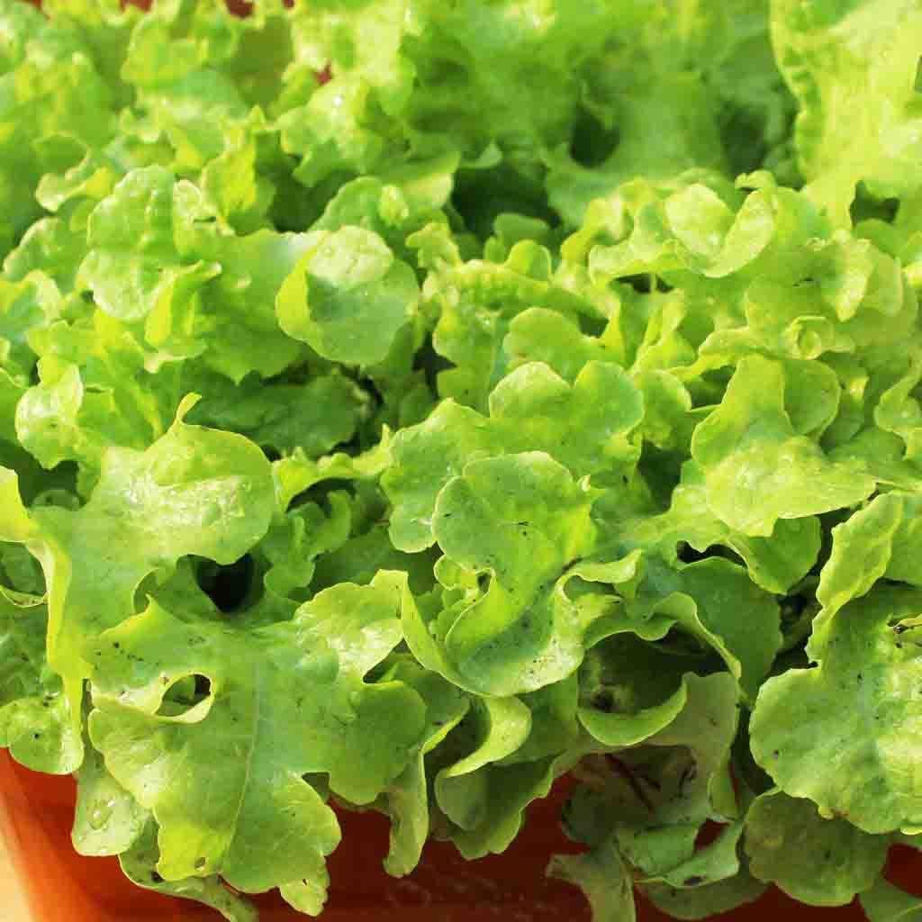 Ferry-Morse LC25.7396 Vegetable-Herb-Seeds - View #3
