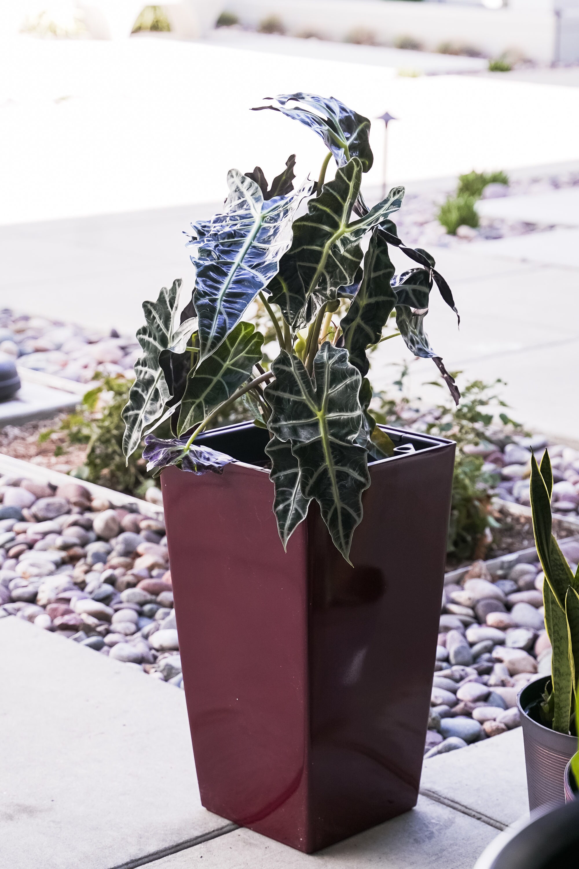 XBrand PL3509RD Planter-Window-Box - View #5