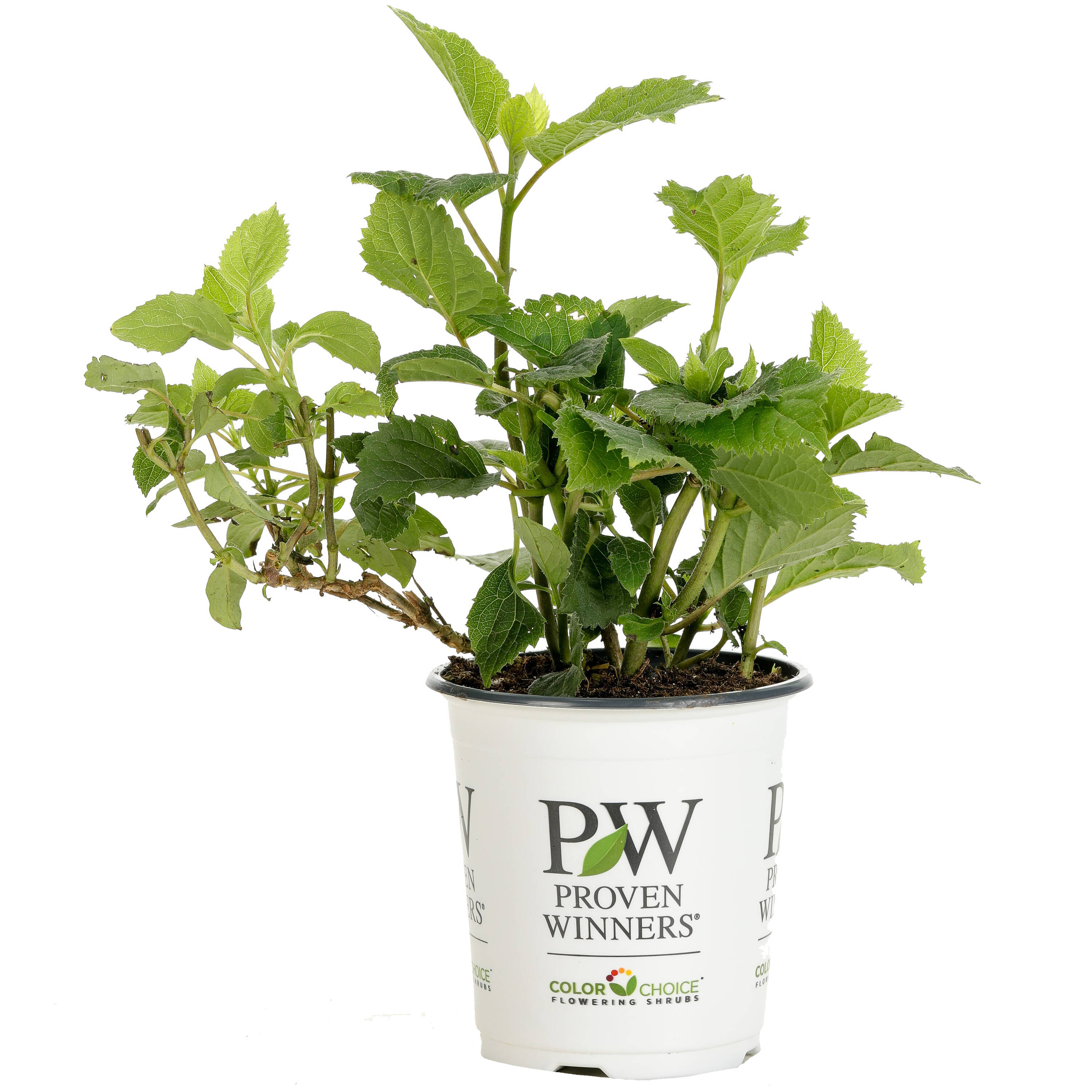 Proven Winners HYDPRC1167800 shrubs - View #3