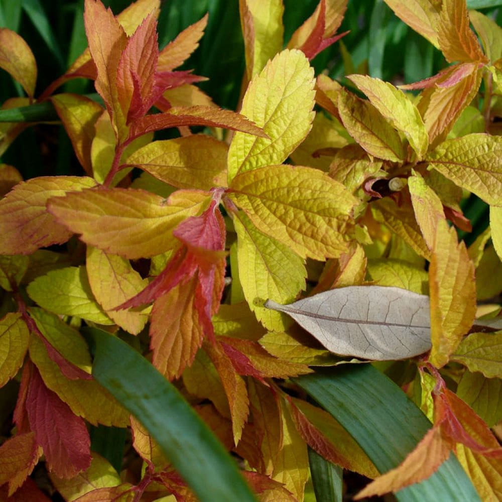  O851403 shrubs - View #2