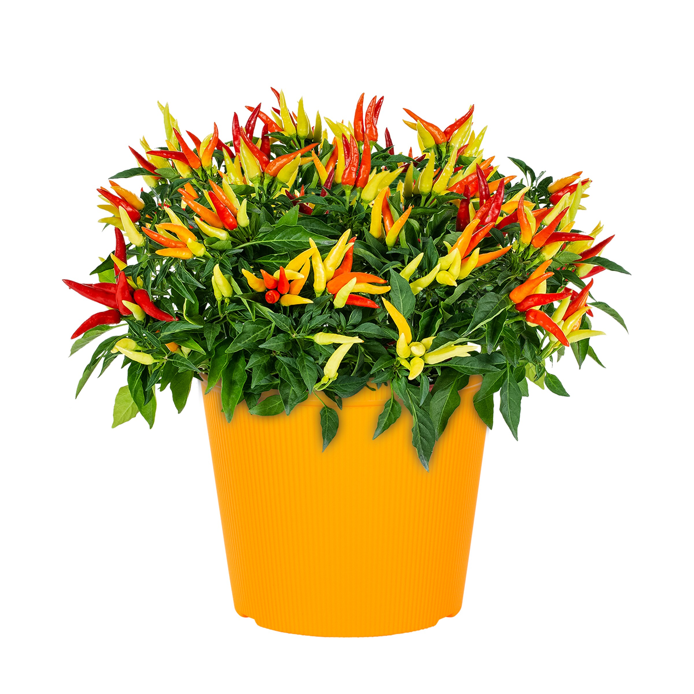Lowe's NURSERY annuals - View #5