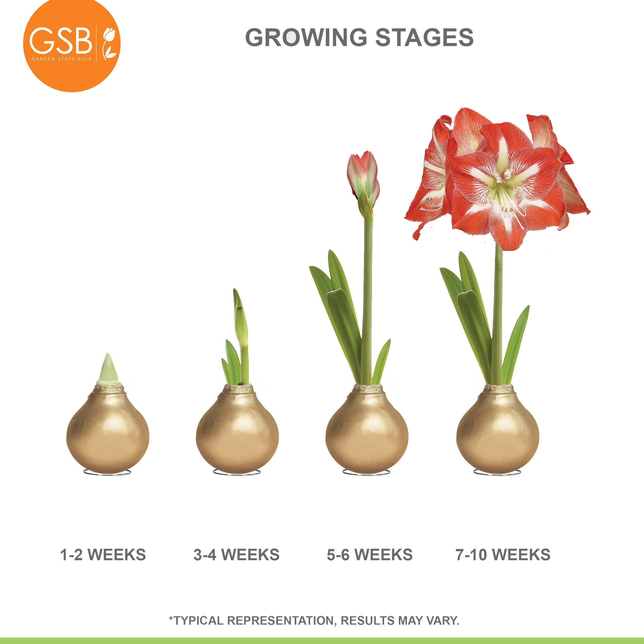 Garden State Bulb ECH-34-01-01 Plant-Bulbs - View #7
