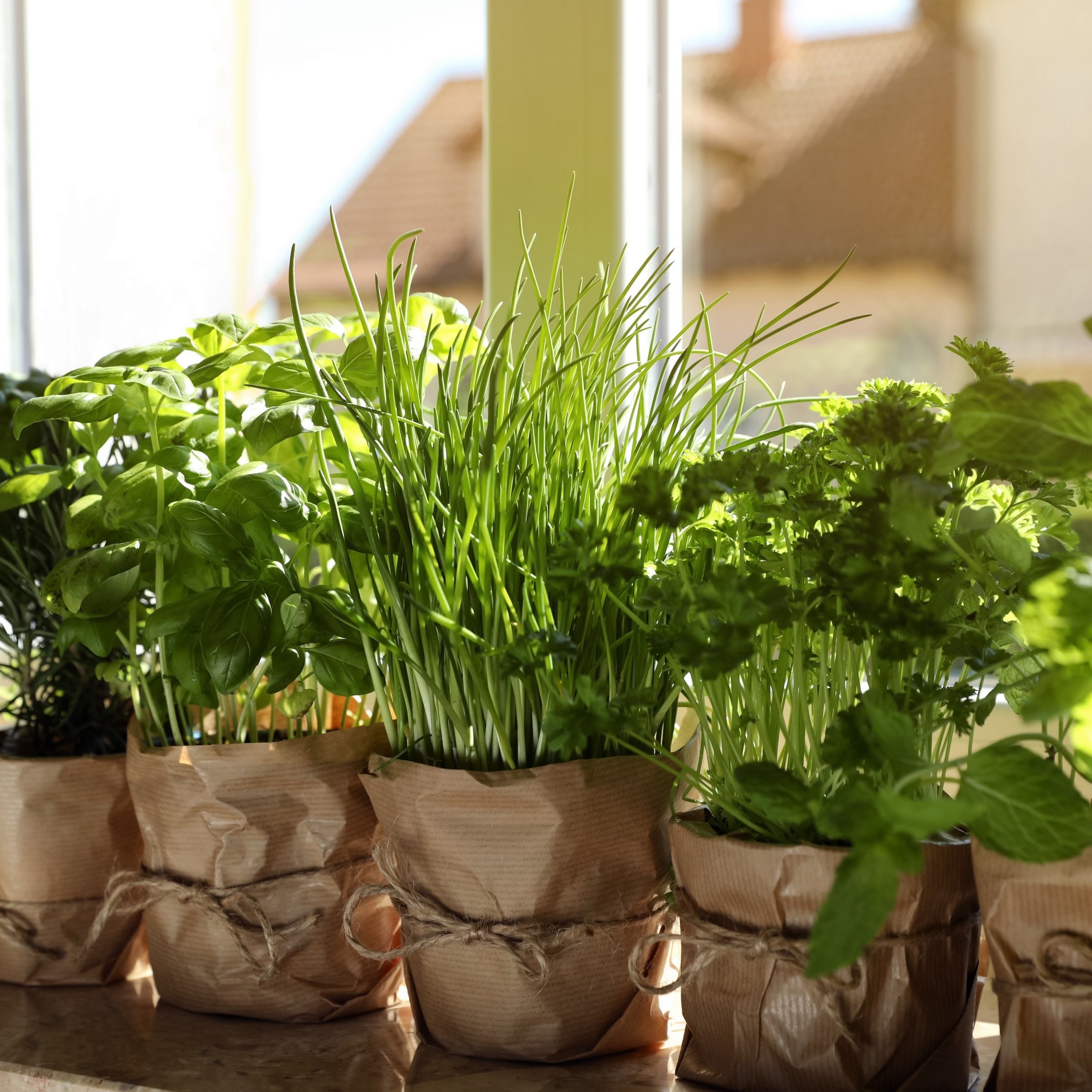 National Plant Network LW2251 Herb-Plants - View #2