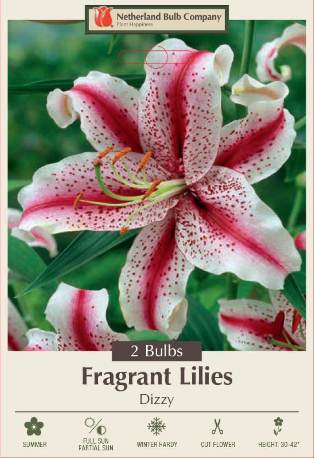 Hirt's Gardens - Dizzy Oriental Lily - 2 Bulbs 16/18cm - Bi-Colored Brilliance