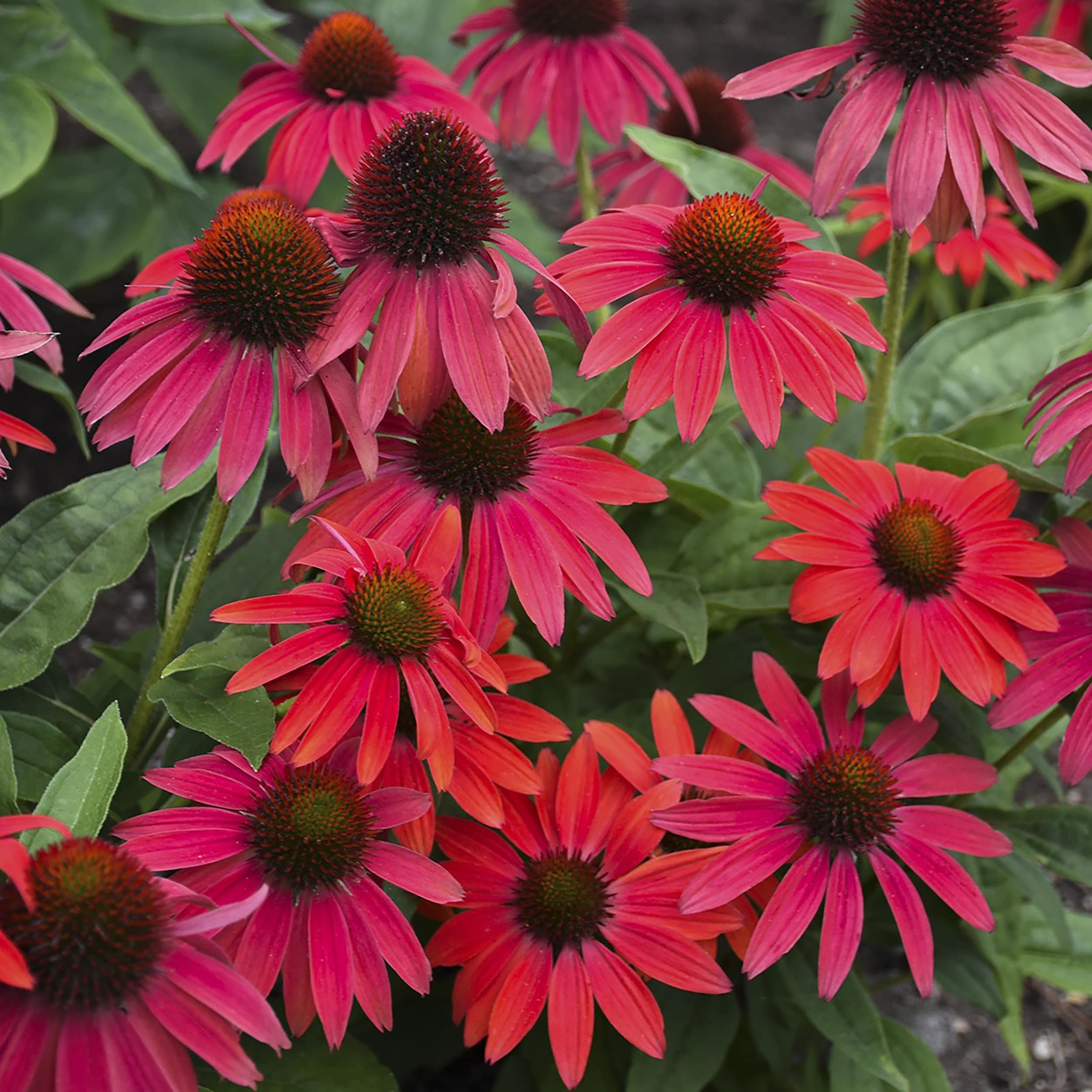 Proven Winners ECHPWP2026102 perennials - View #2