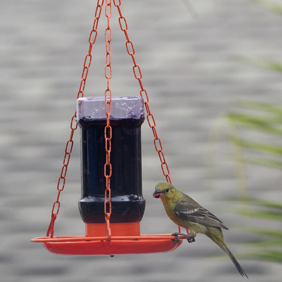 perky pet oriole jelly jar feeder