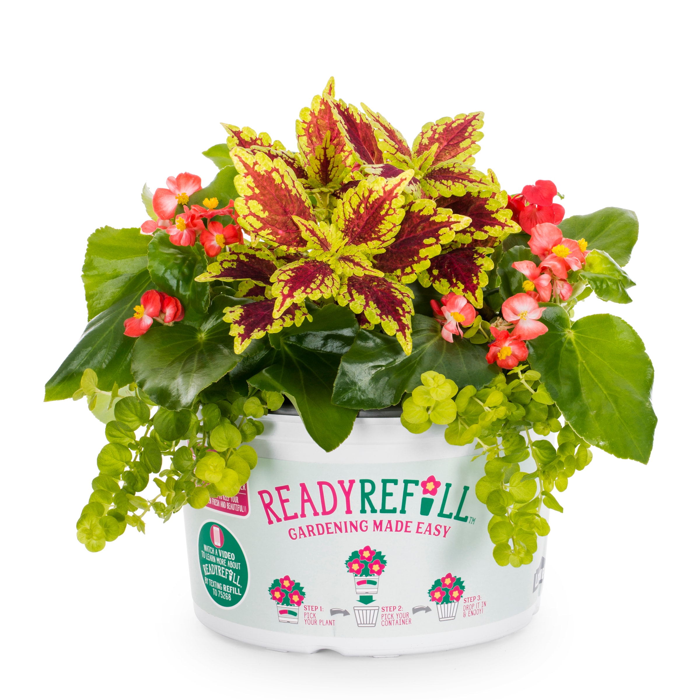 Ready Refill 1236489 Multicolor Mixed Annuals Combinations in 1.50 Gallon(s) Pot 1 -Pack