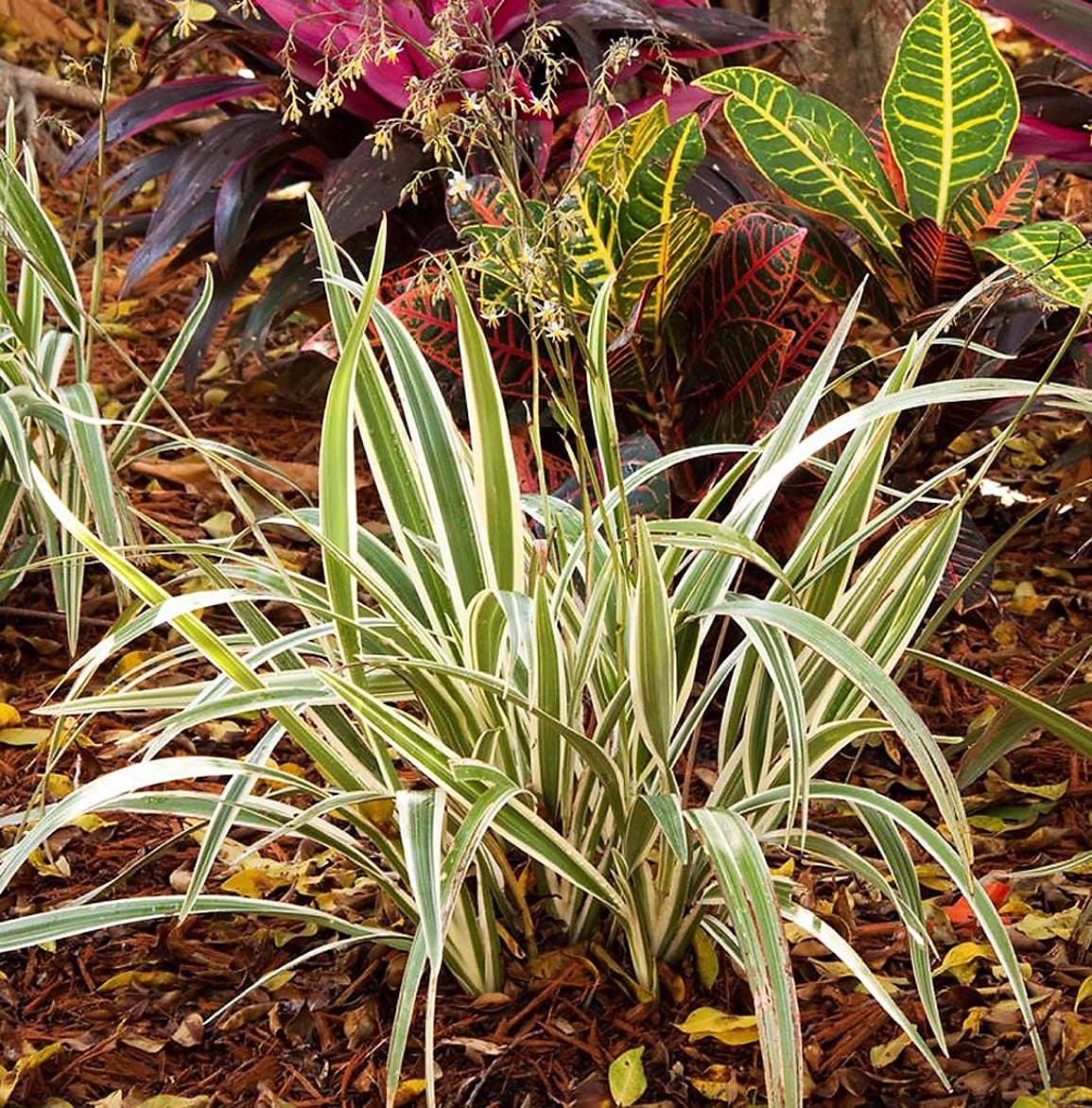 Monrovia 031341 Blue Variegated Flax Lily Plant in 3-Quart Pot