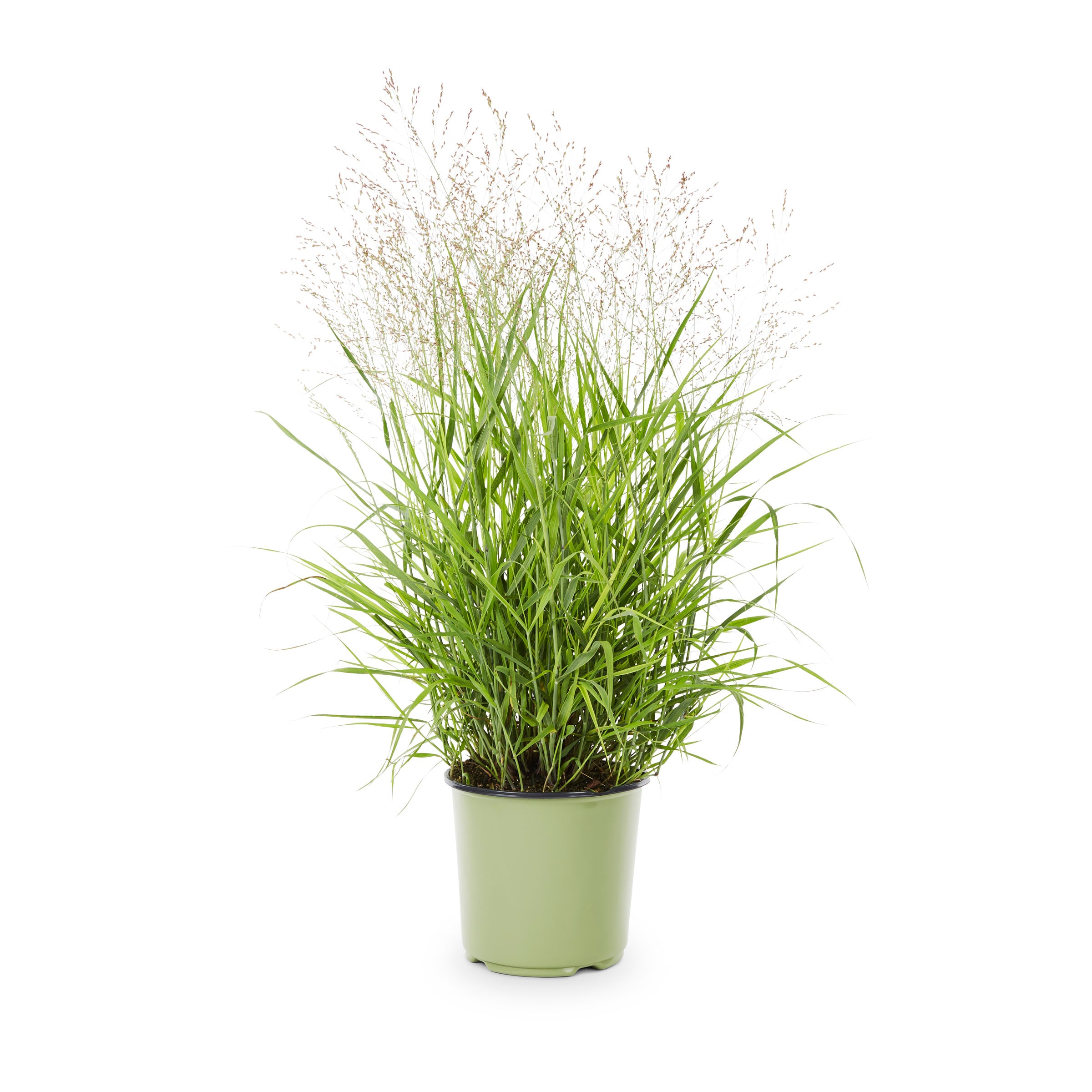 Proven Winners NURSERY Pink Switchgrass Plant in 1 -Gallon Pot 1 -Pack