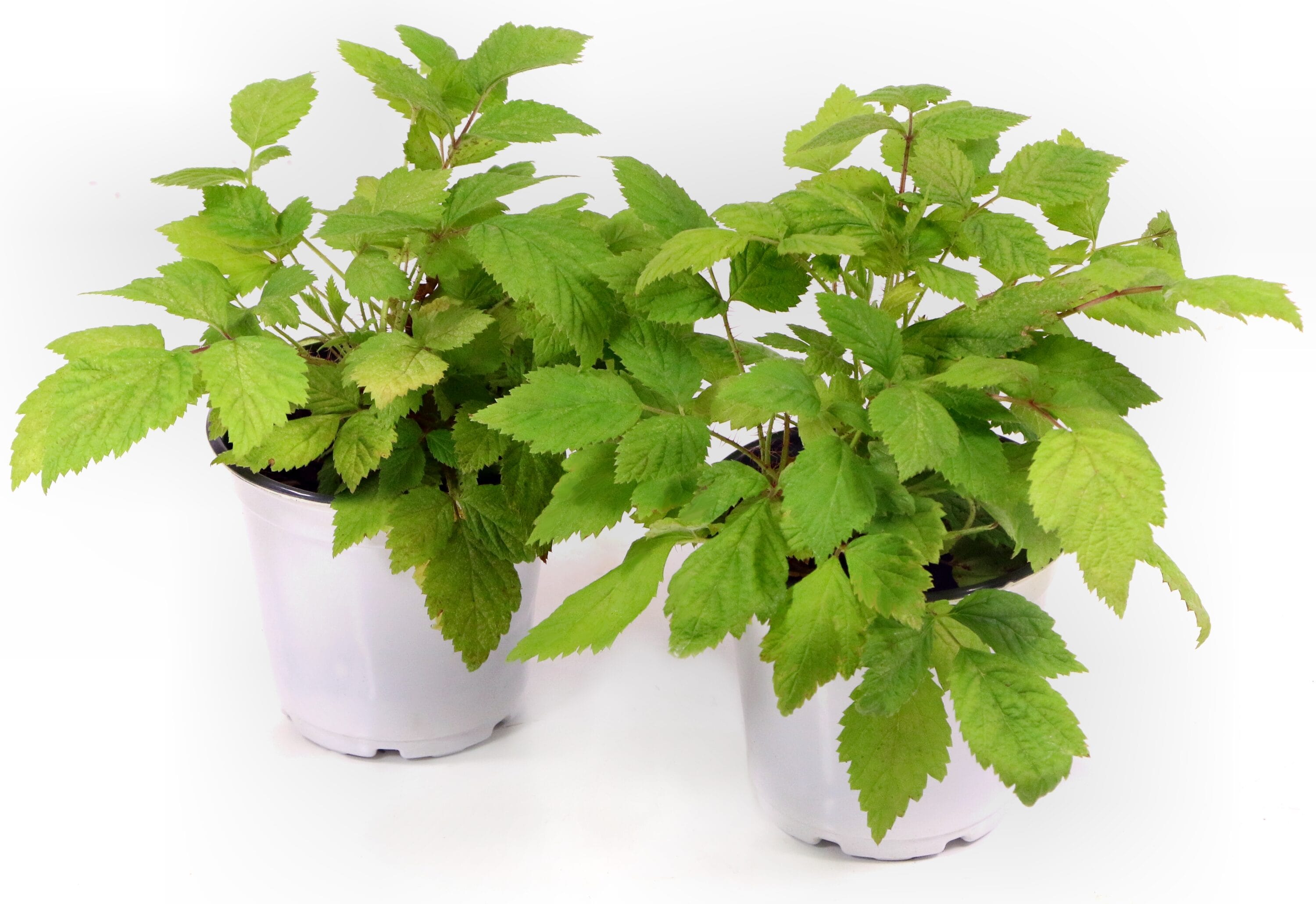 National Plant Network Raspberry Plant Pot in the Fruit Plants ...